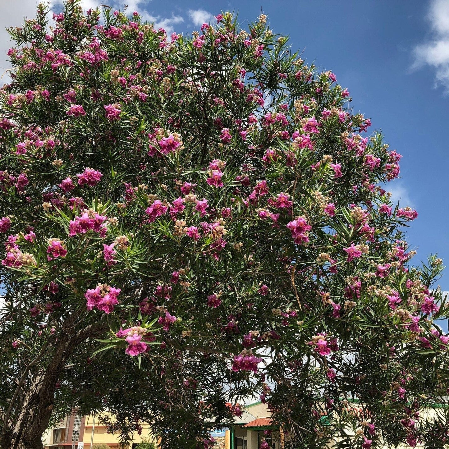 Desert Willow Tree Seeds - Chilopsis Linearis, Large Pink Flowers, Fast Growing
