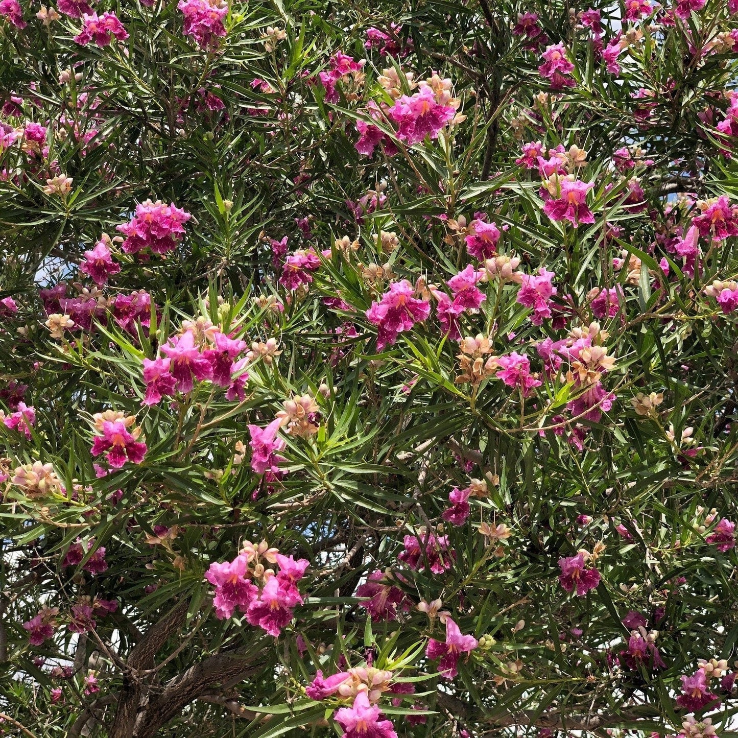Desert Willow Tree Seeds - Chilopsis Linearis, Large Pink Flowers, Fast Growing
