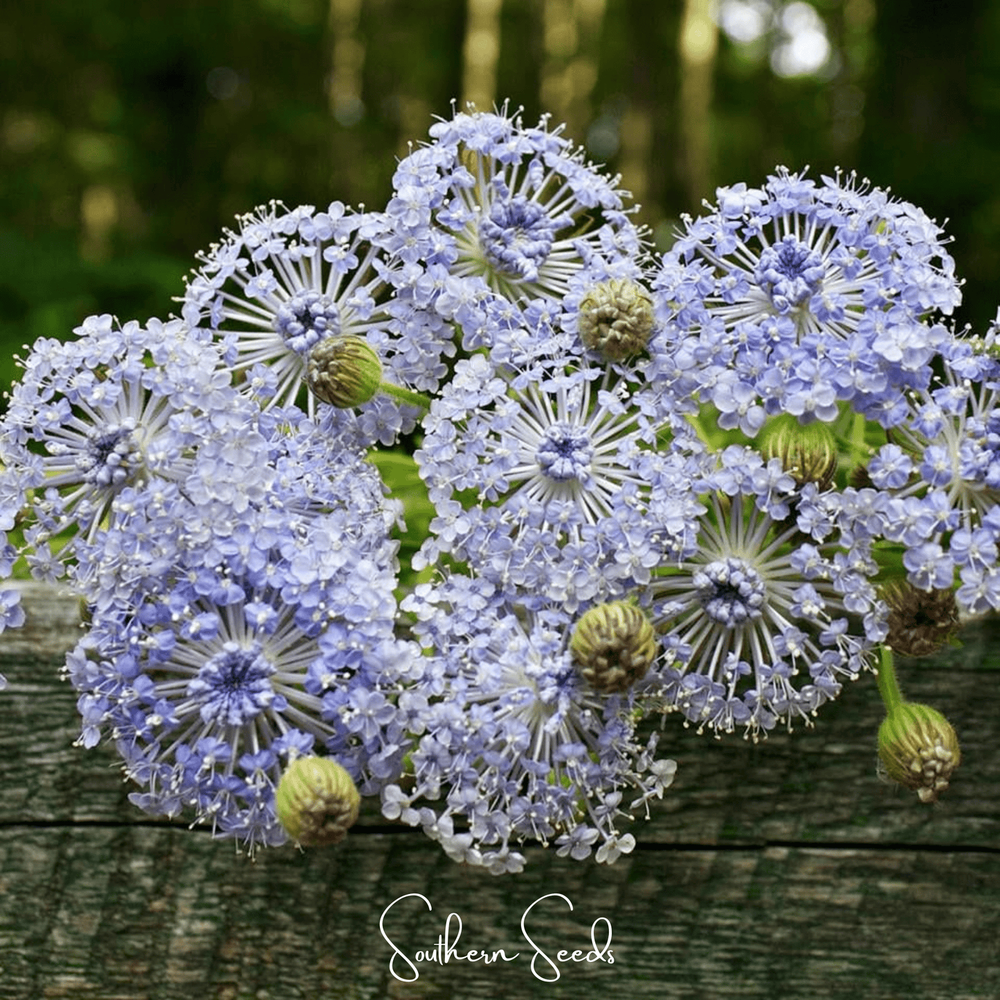 Blue Lace Flower Didiscus ā 50 Seeds