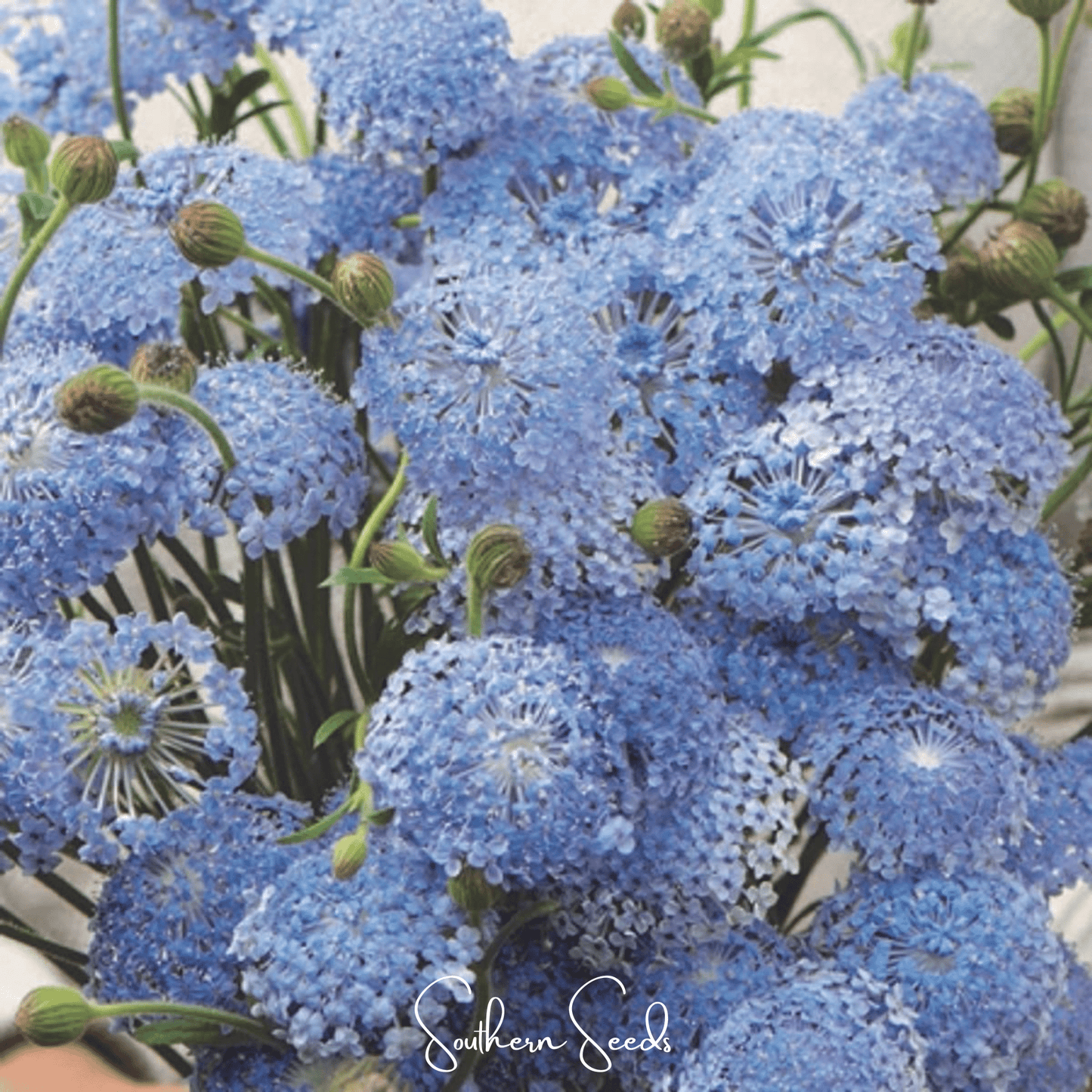 Blue Lace Flower Didiscus ā 50 Seeds
