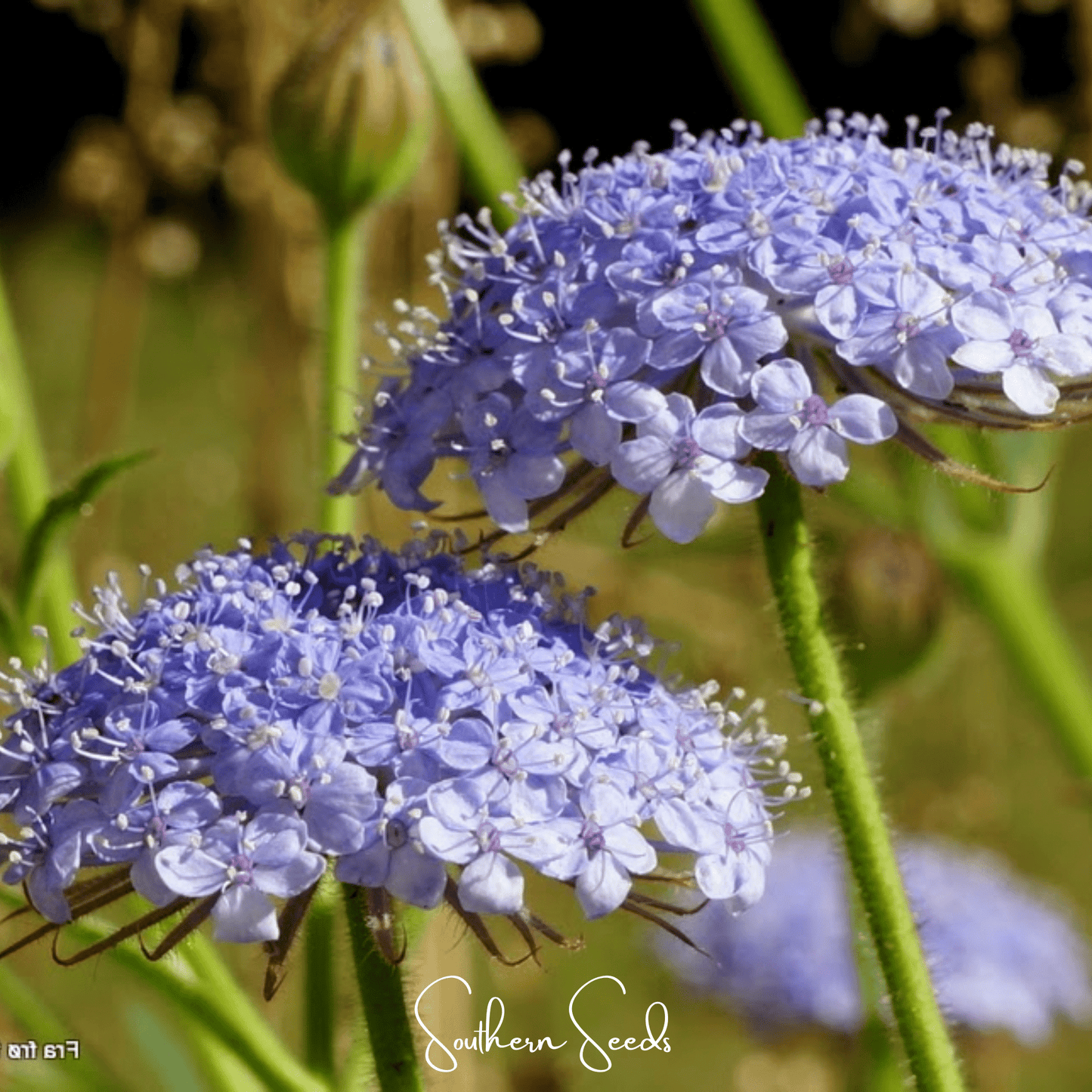 Blue Lace Flower Didiscus ā 50 Seeds