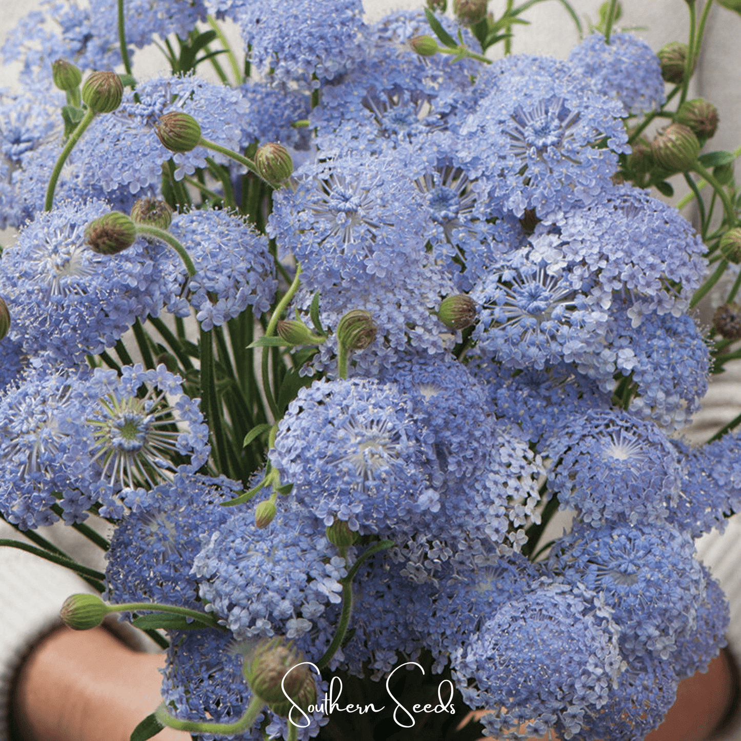 Blue Lace Flower Didiscus ā 50 Seeds