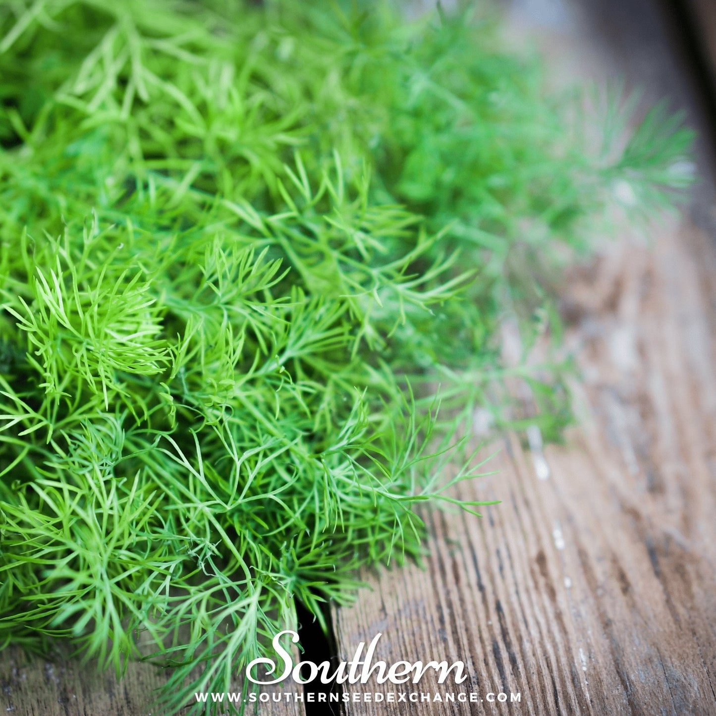 Bouquet Dill ā 100 Seeds