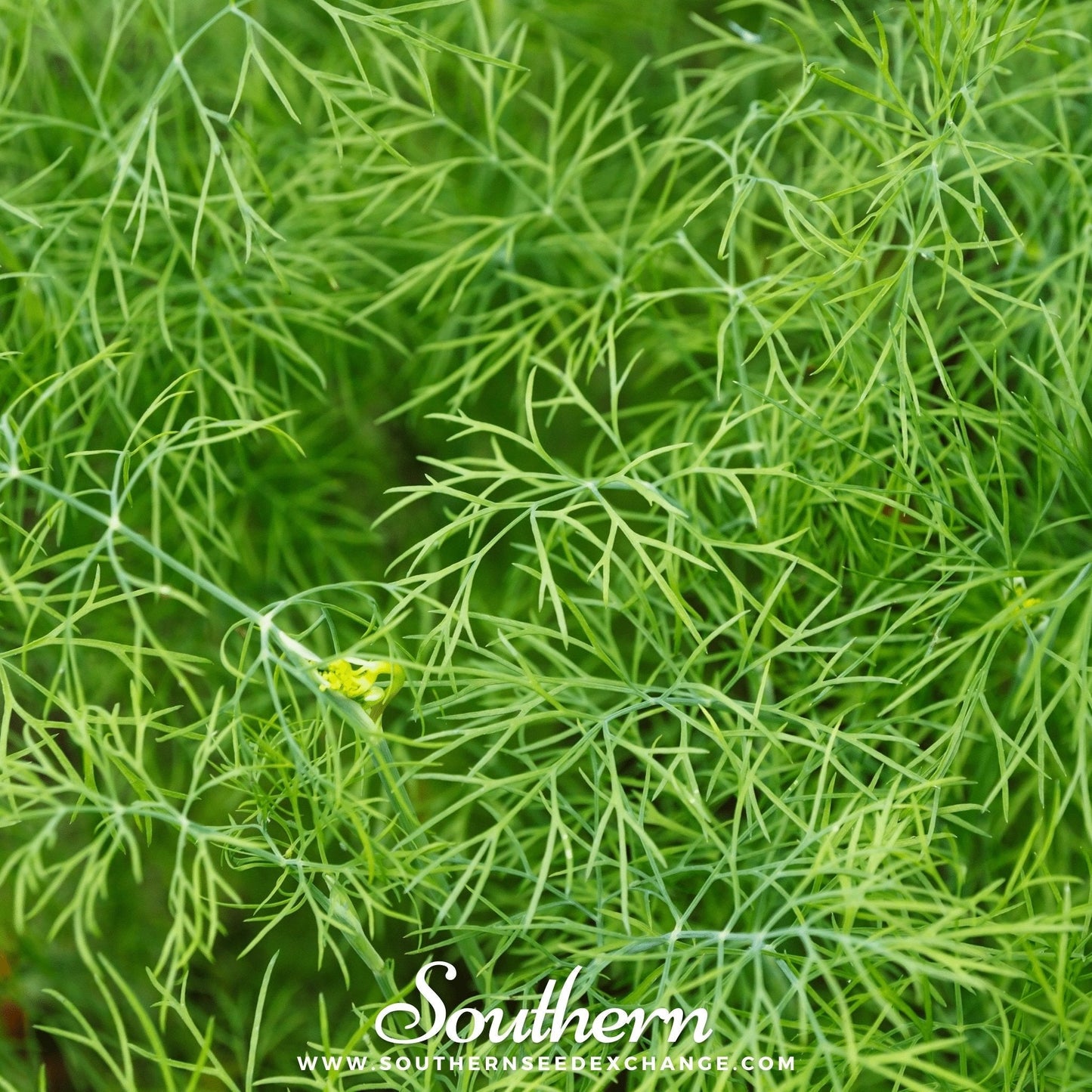 Bouquet Dill ā 100 Seeds