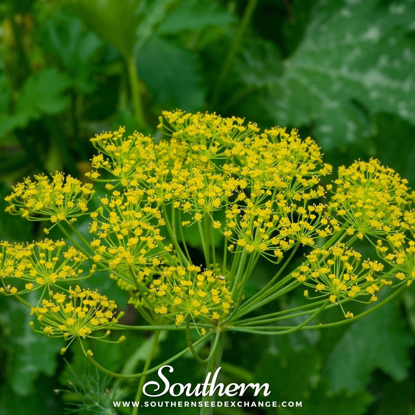 Bouquet Dill ā 100 Seeds