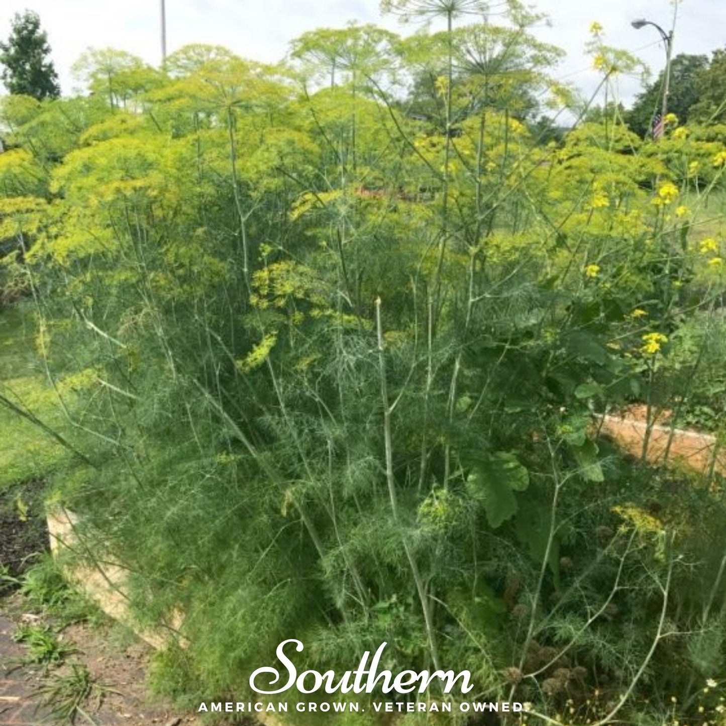Mammoth Long Island Dill ā 100 Seeds