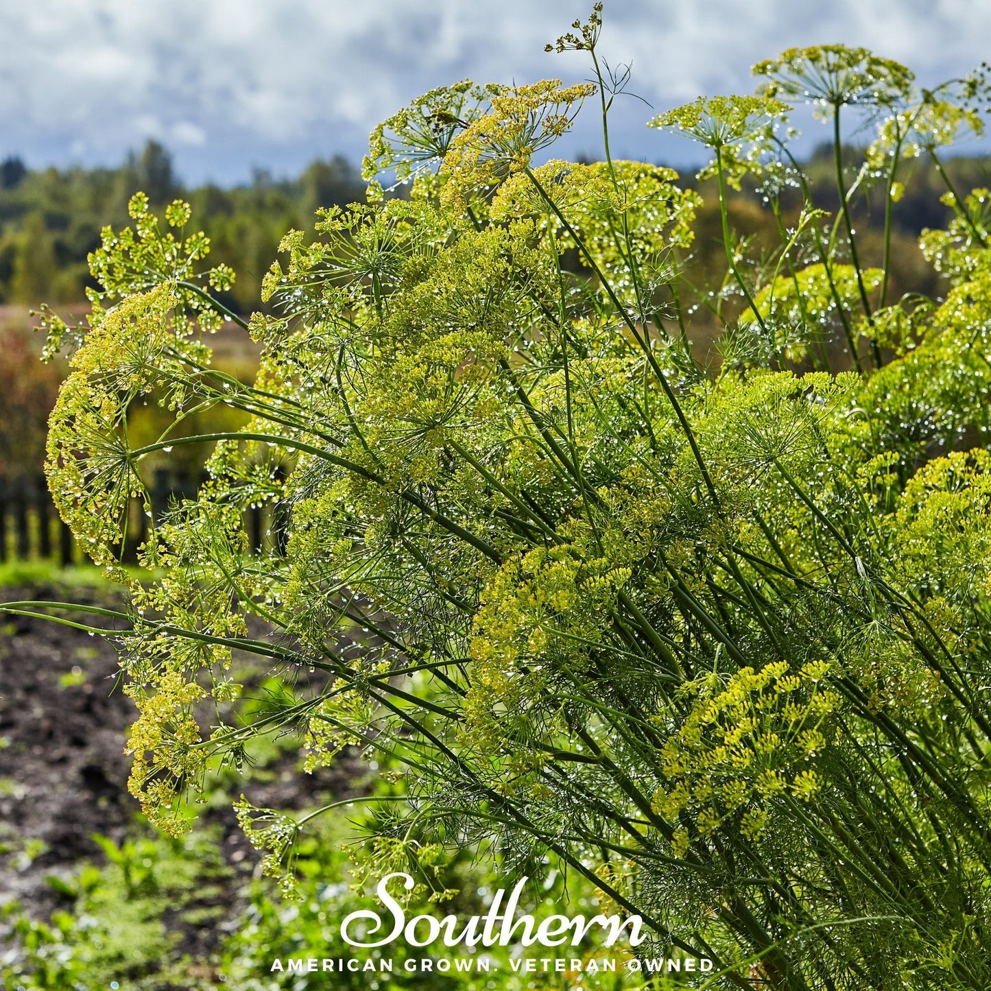 Mammoth Long Island Dill ā 100 Seeds