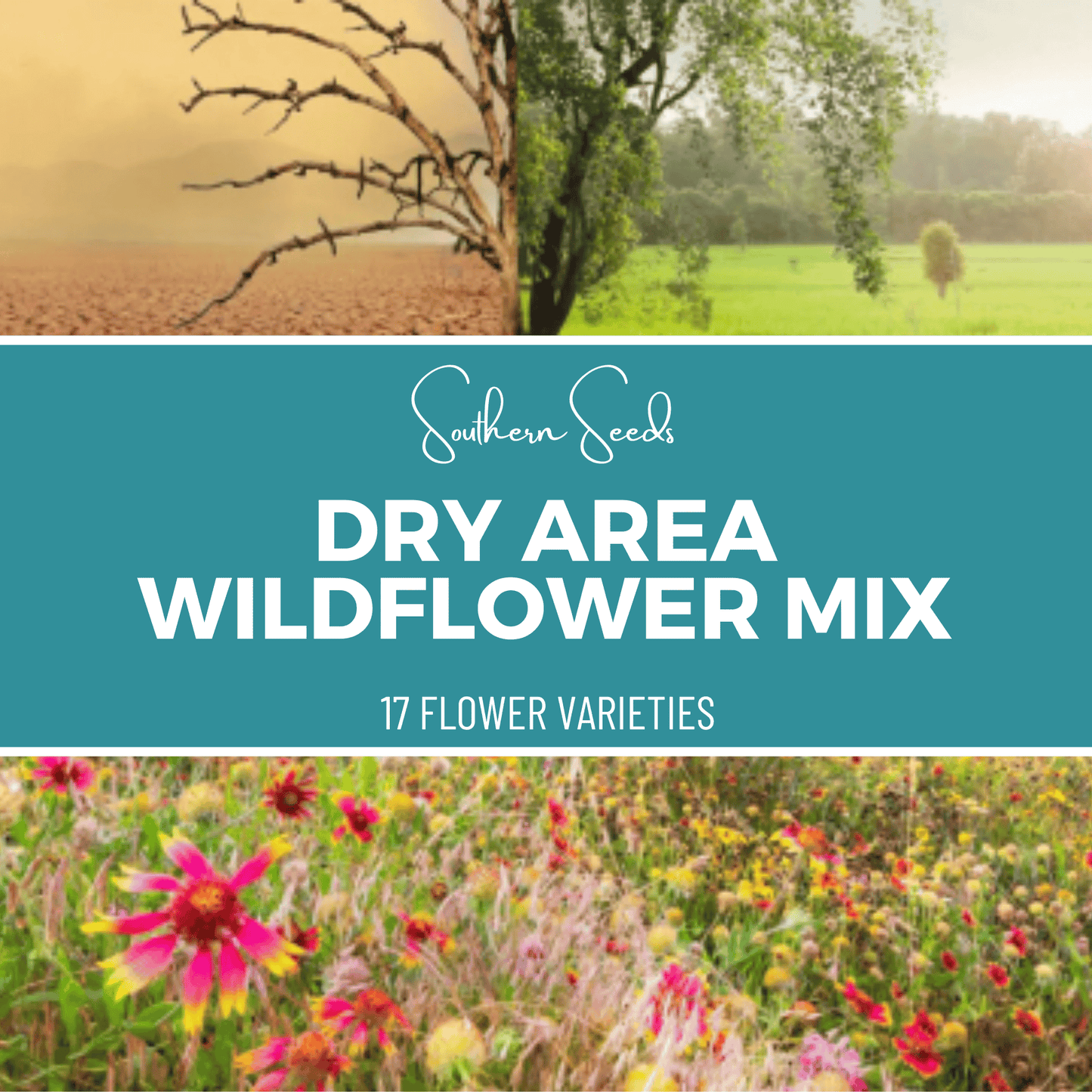 Dry Area Wildflower Seed Mix (18 Varieties) ā 1,000 Seeds