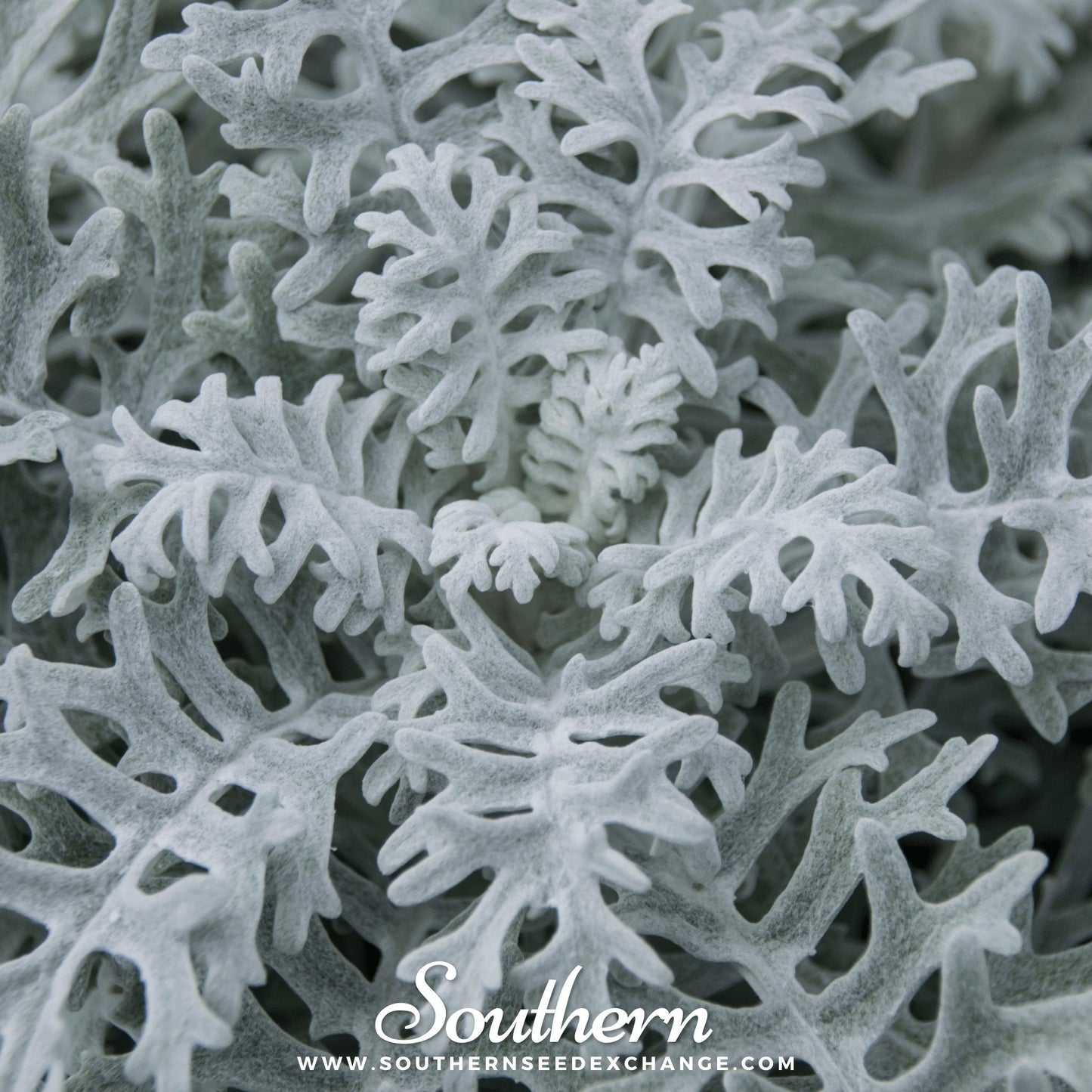 Dusty Miller Sivertown ā 200 Seeds
