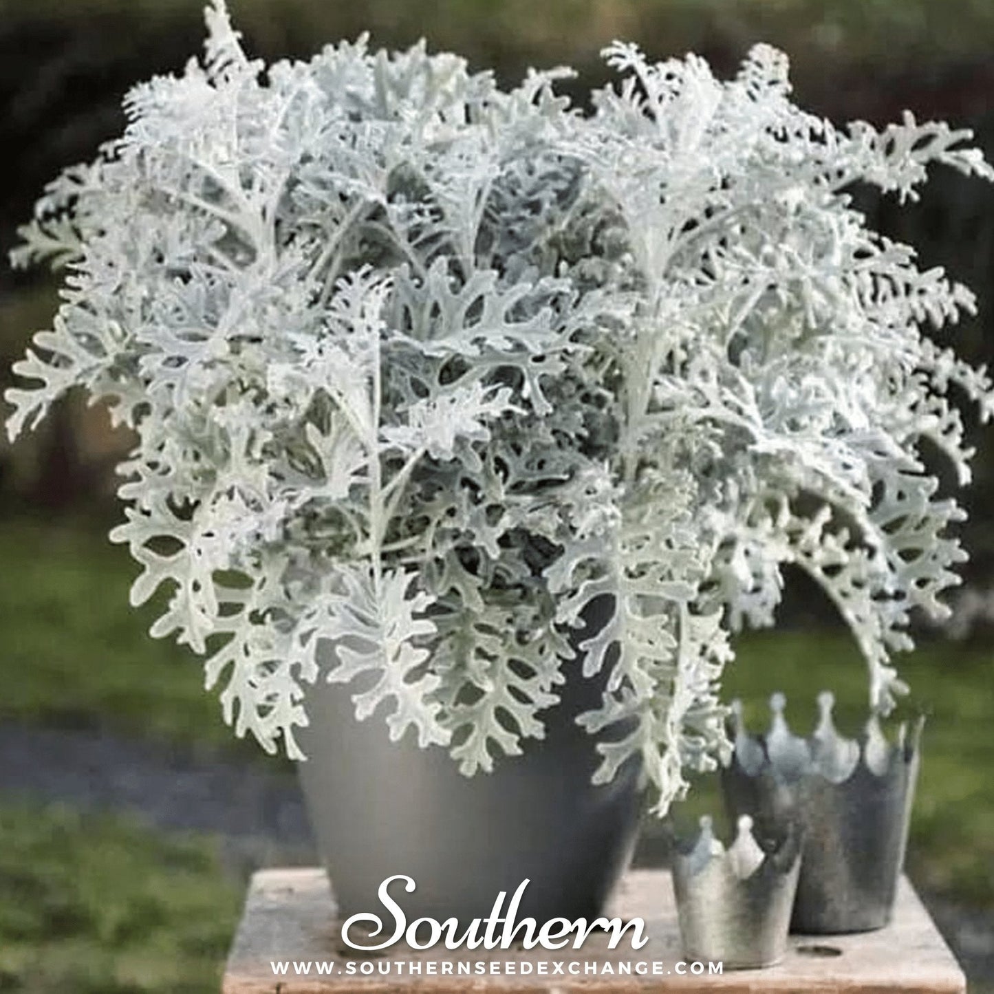 Dusty Miller Sivertown ā 200 Seeds