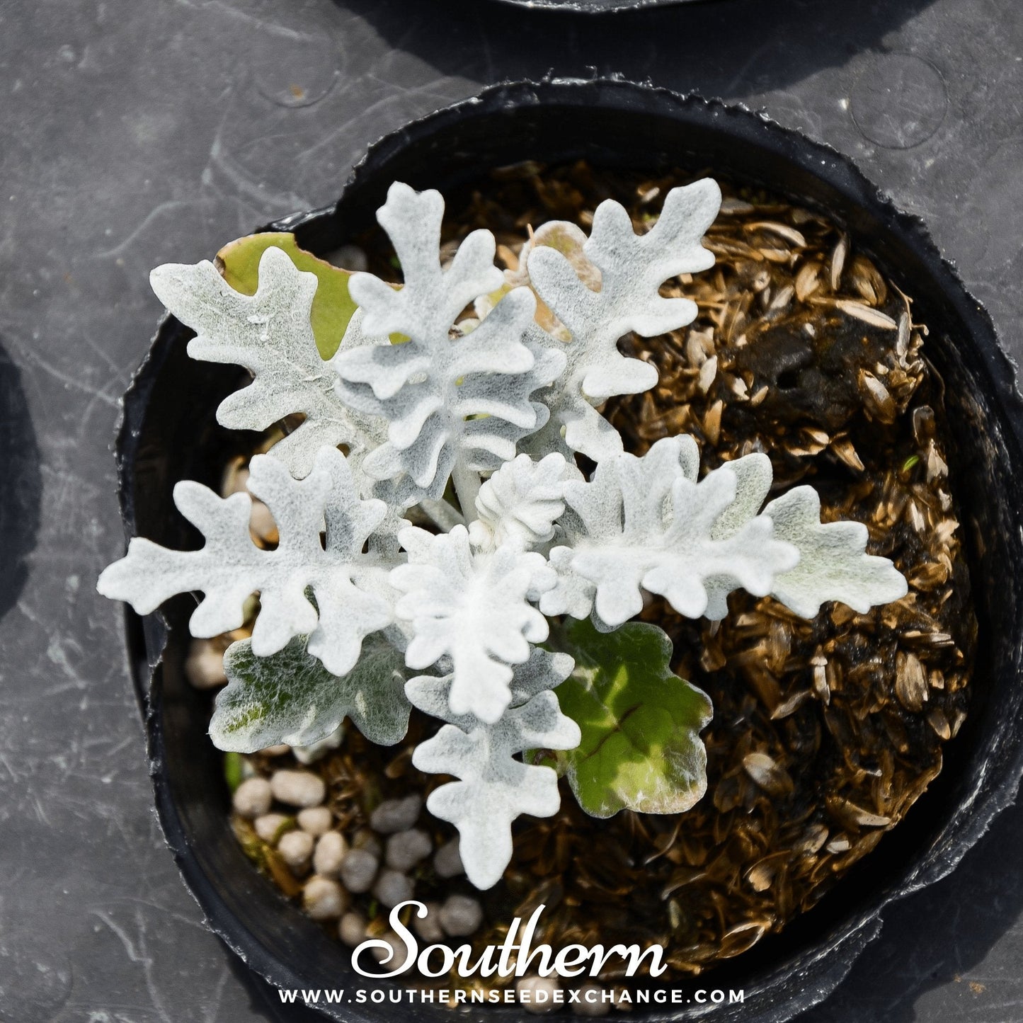 Dusty Miller Sivertown ā 200 Seeds