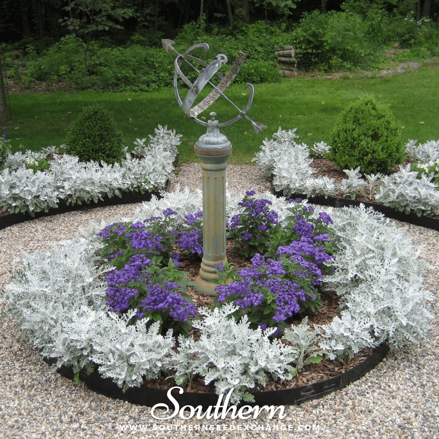 Dusty Miller Sivertown ā 200 Seeds