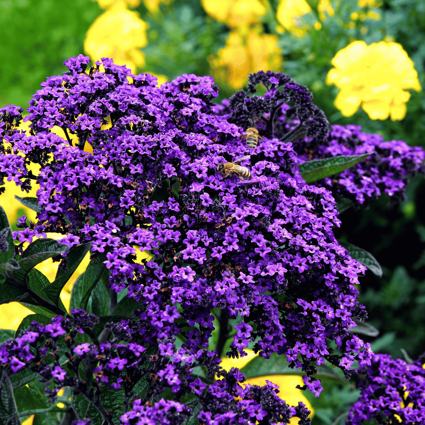 Dwarf Marine Heliotrope ā 50 Seeds
