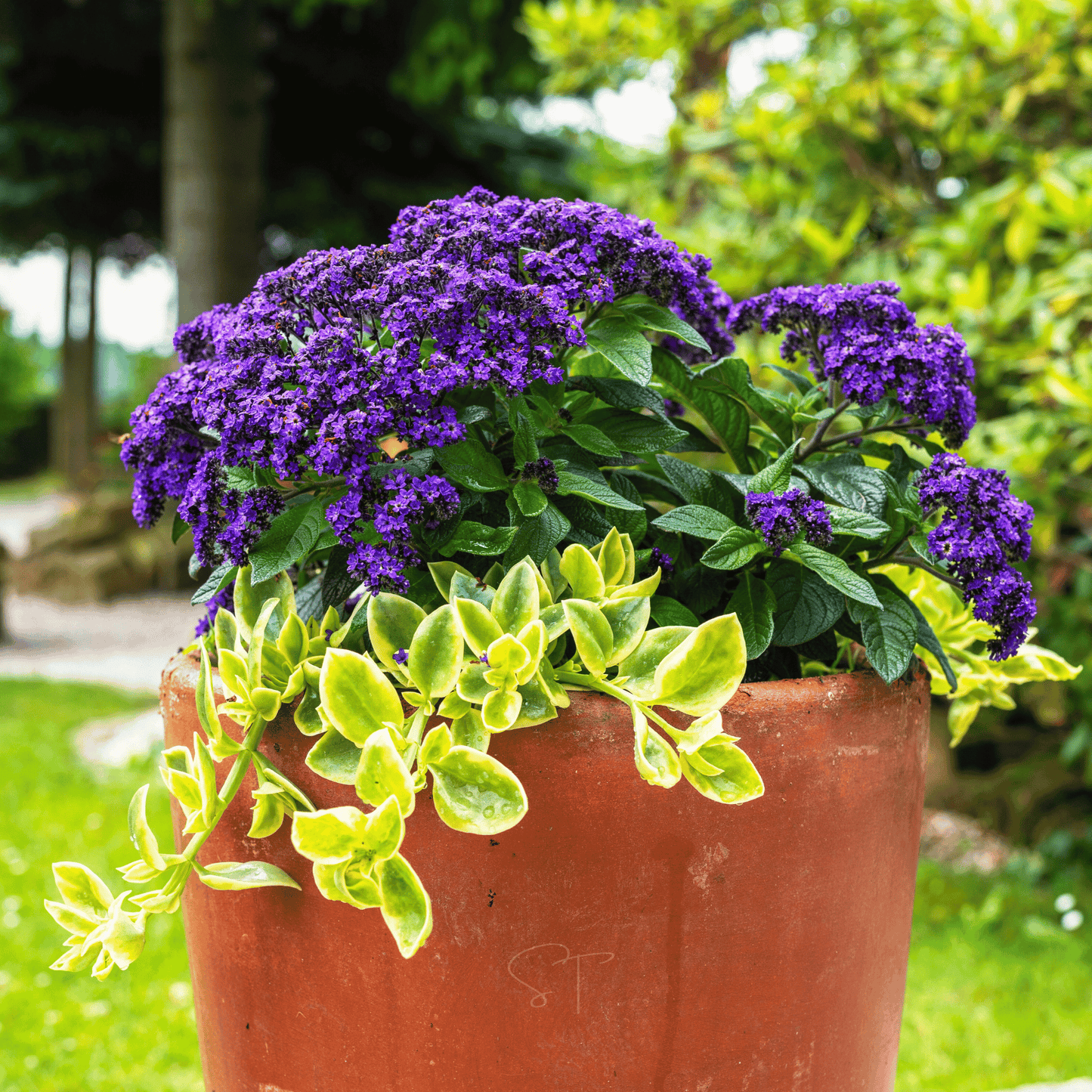 Dwarf Marine Heliotrope ā 50 Seeds