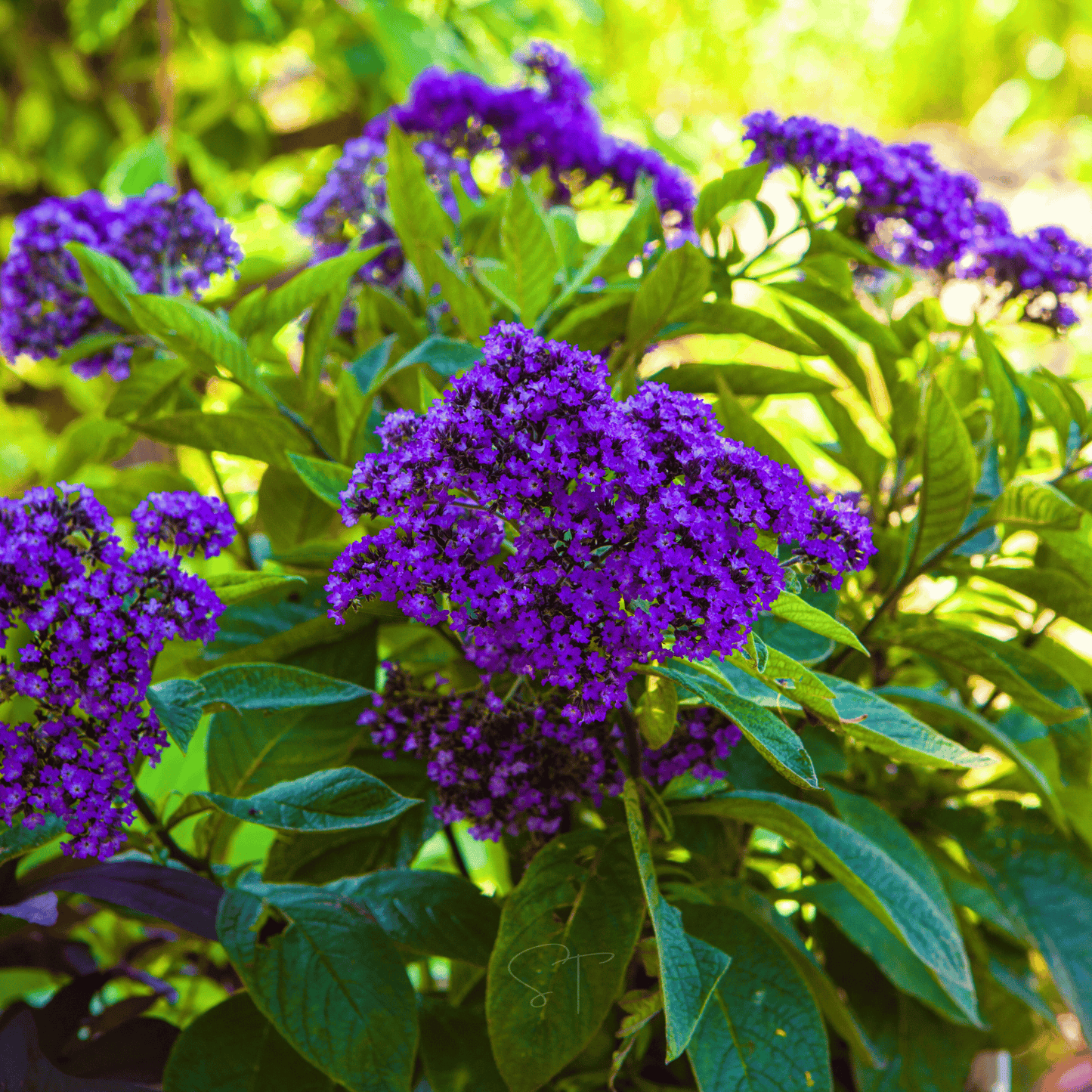 Dwarf Marine Heliotrope ā 50 Seeds