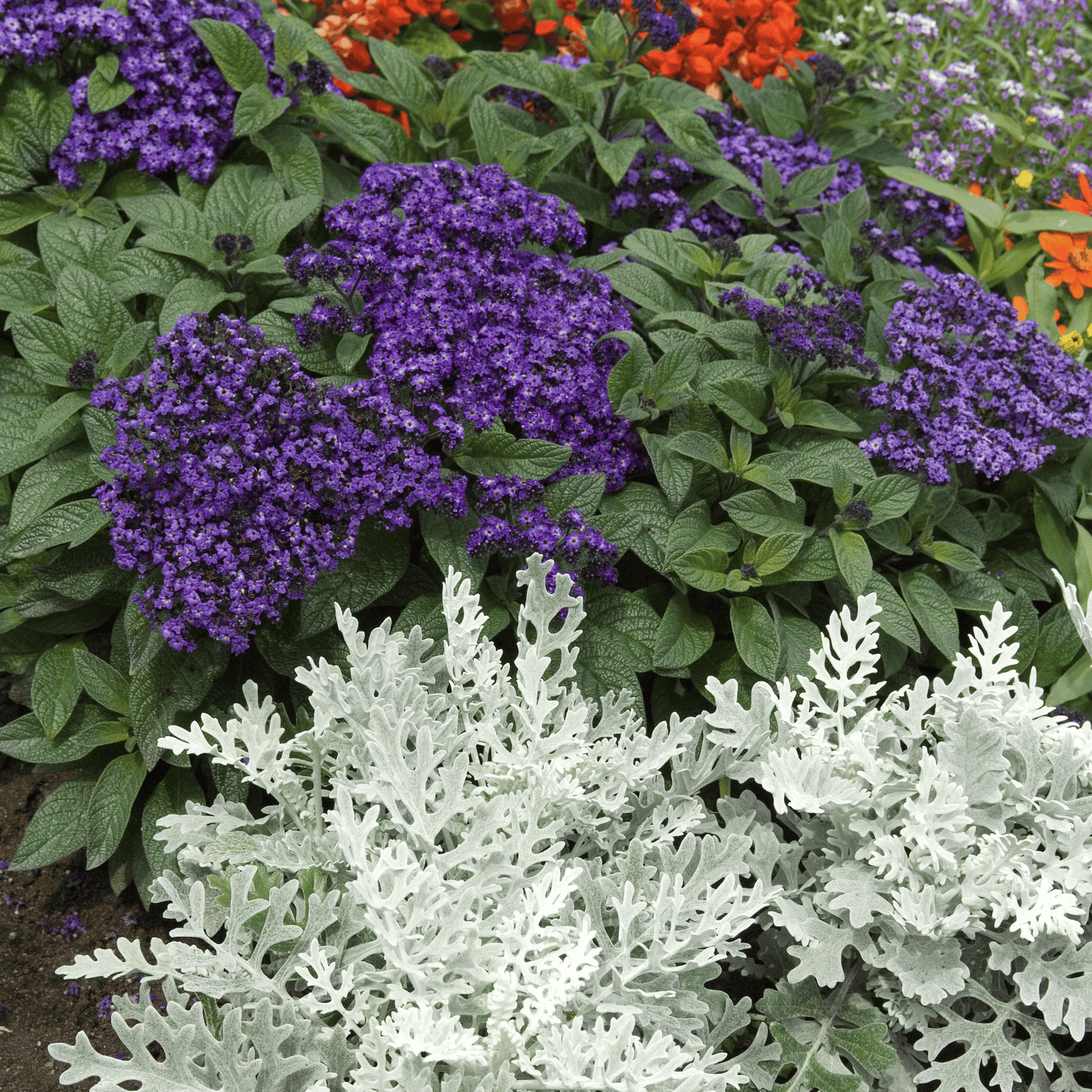 Dwarf Marine Heliotrope ā 50 Seeds