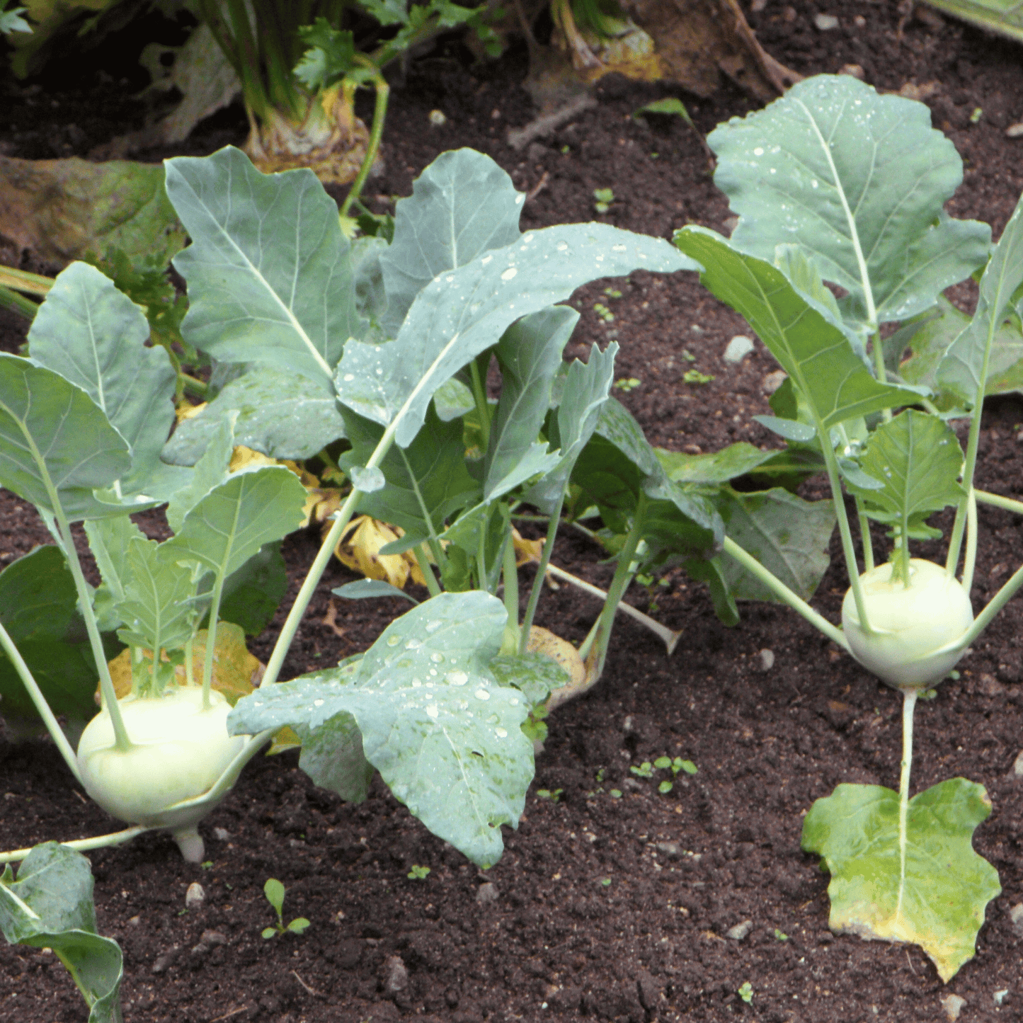 Early White Vienna Kohlrabi ā 100 Seeds
