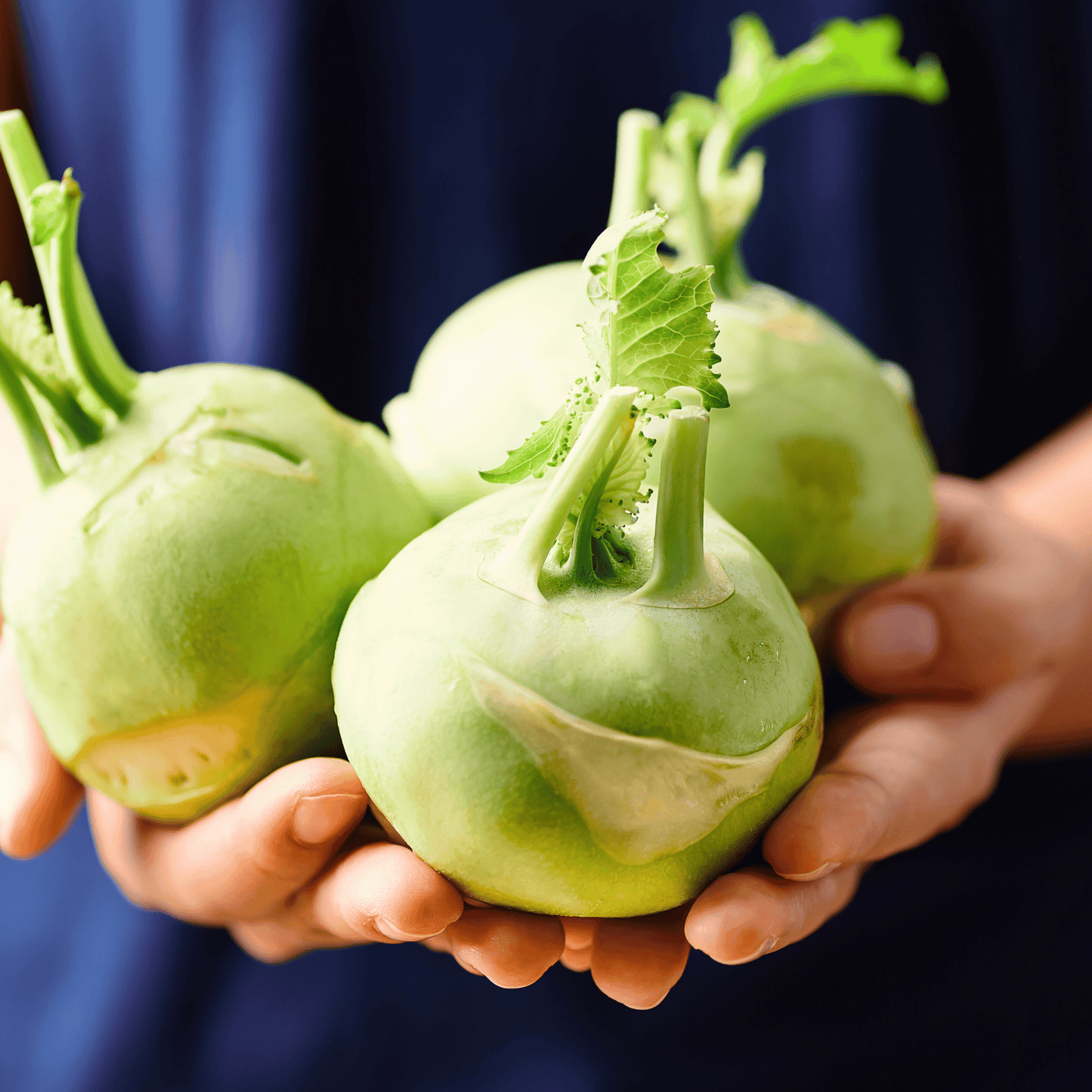 Early White Vienna Kohlrabi ā 100 Seeds