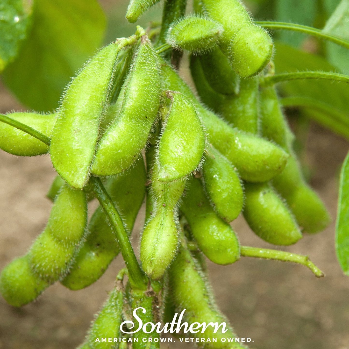 Be Sweet Edamame Soybean (Bush) ā 20 Seeds