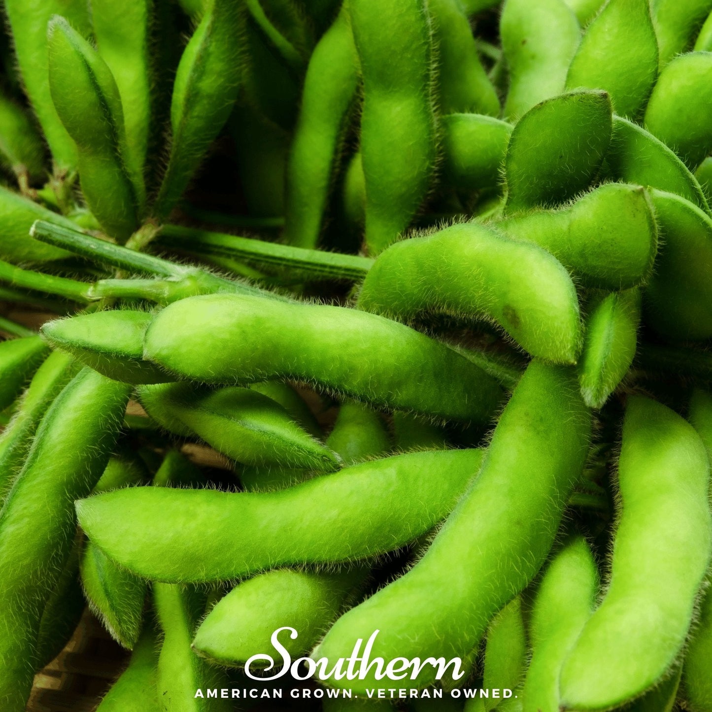 Be Sweet Edamame Soybean (Bush) ā 20 Seeds