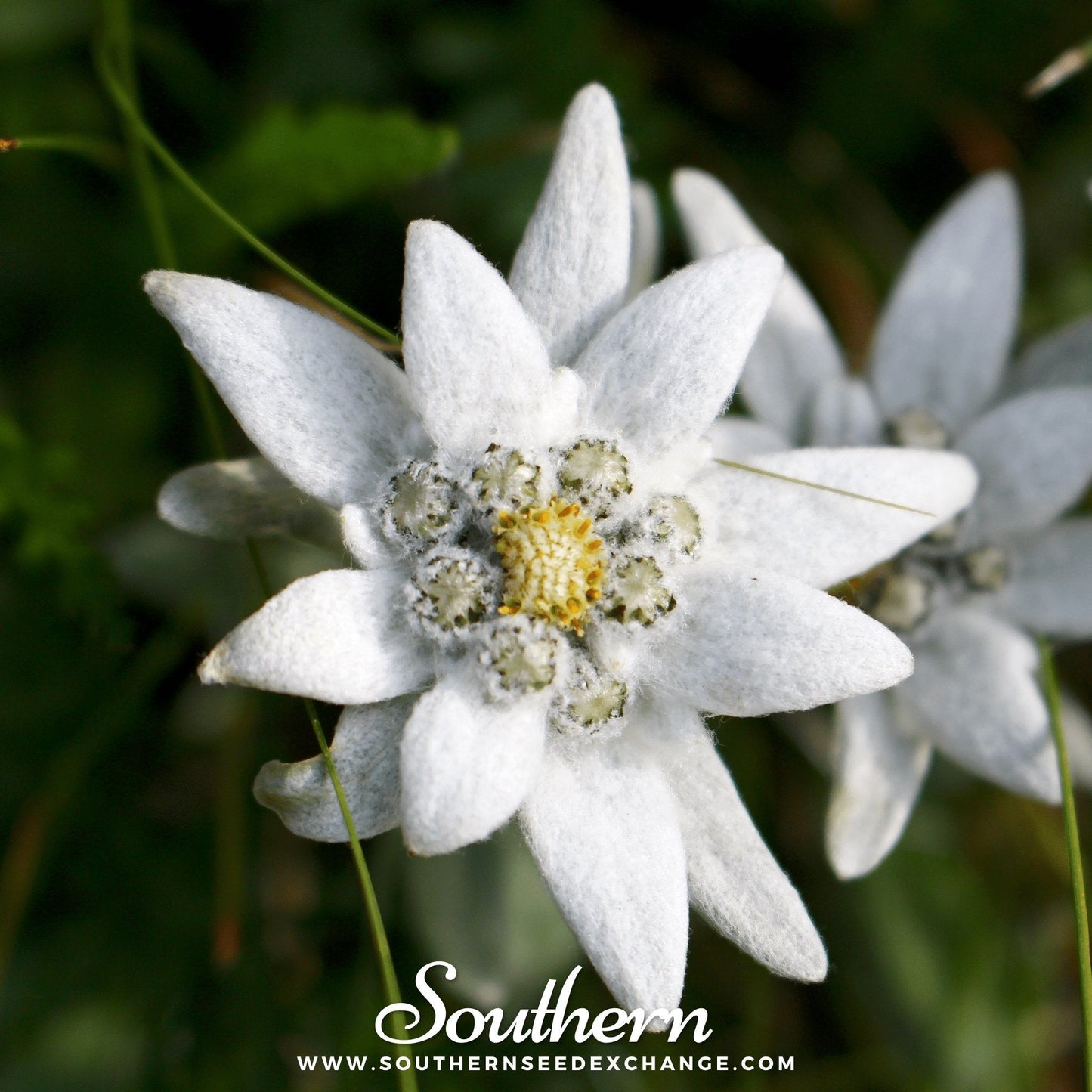 Edelweiss ā 100 Seeds