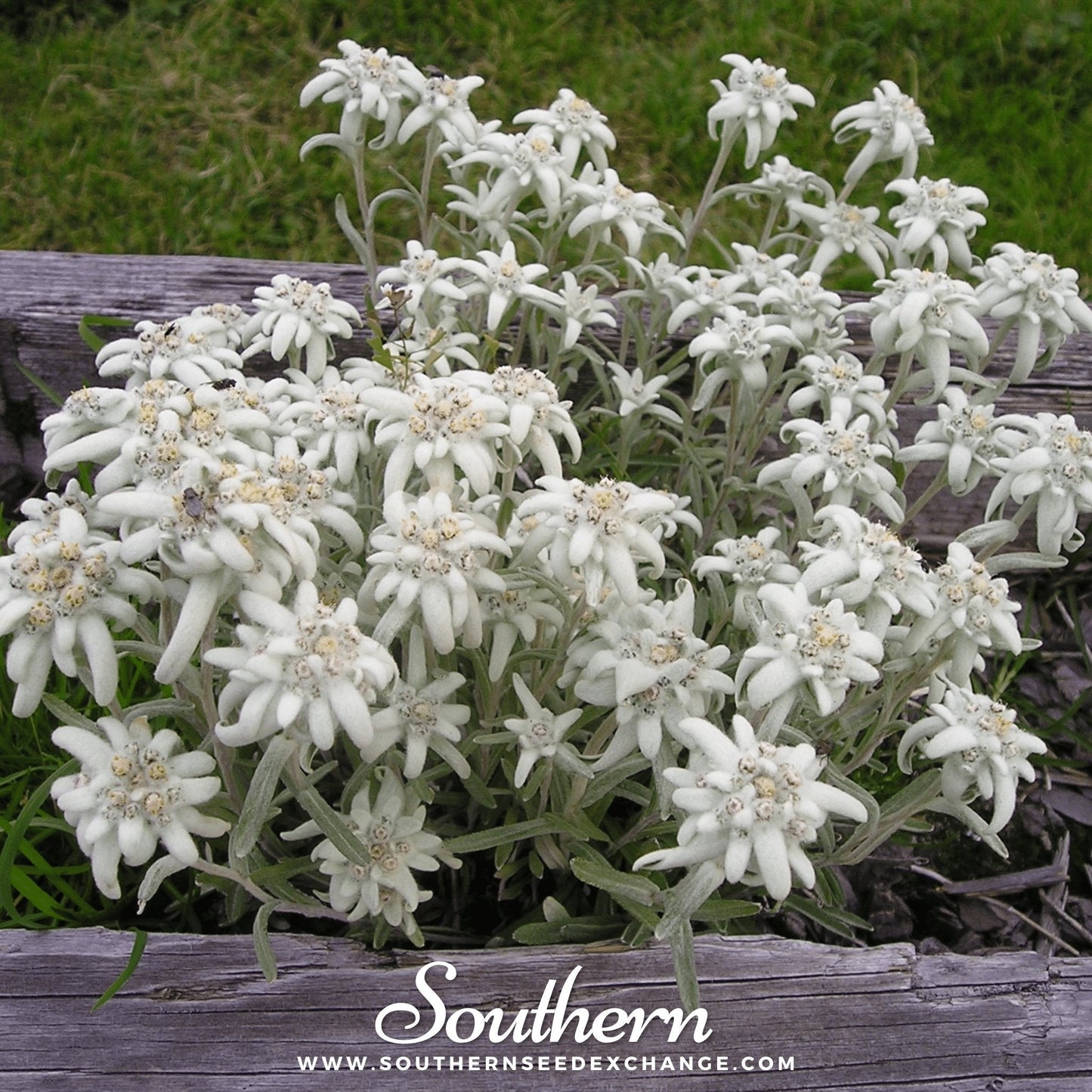 Edelweiss ā 100 Seeds