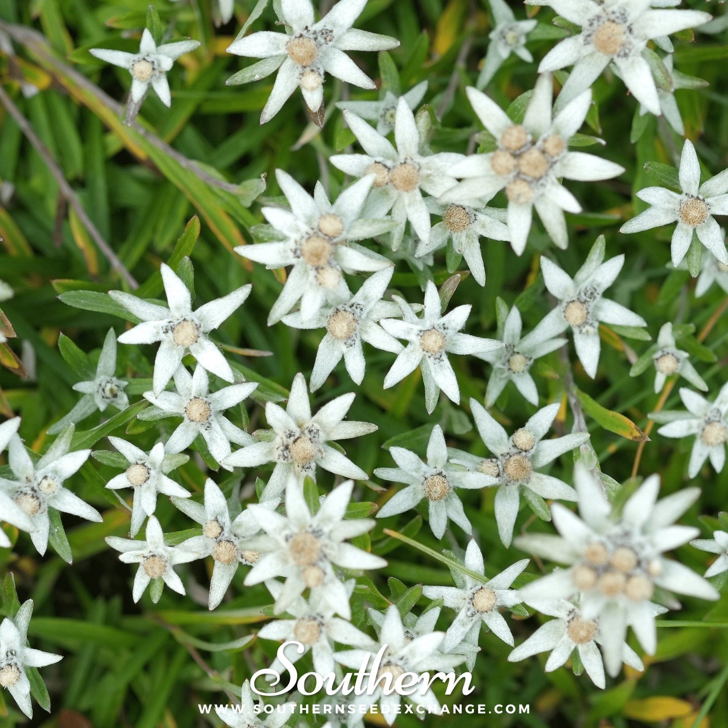 Edelweiss ā 100 Seeds