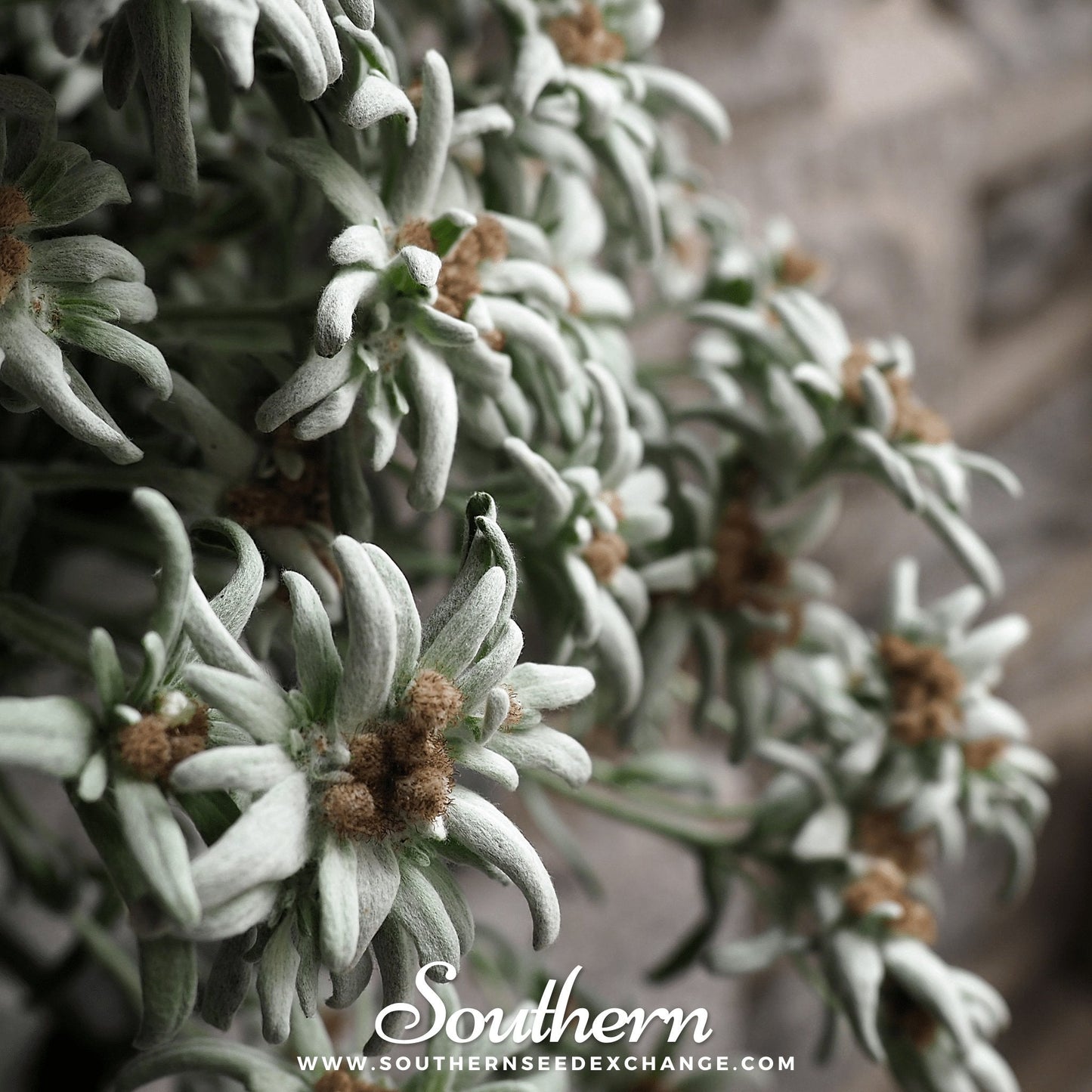 Edelweiss ā 100 Seeds