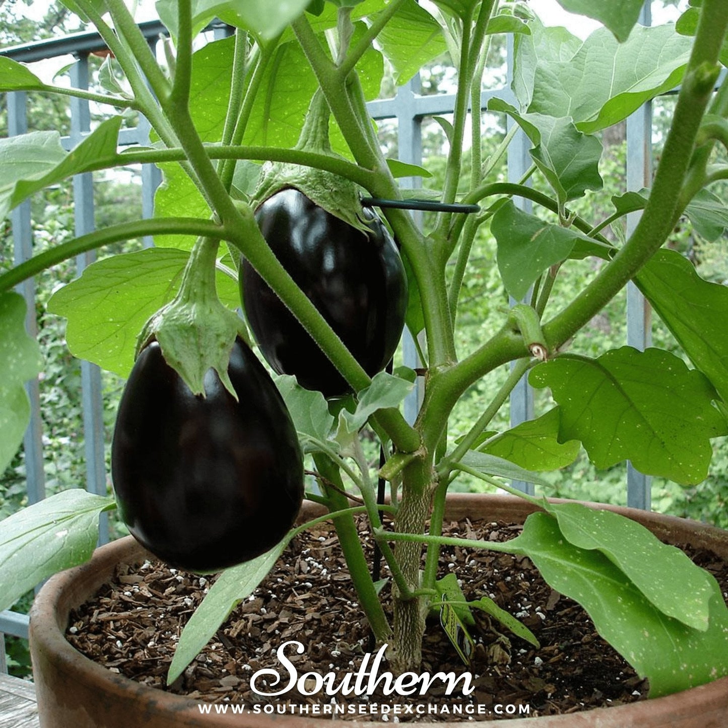 Black Beauty Eggplant ā 50 Seeds
