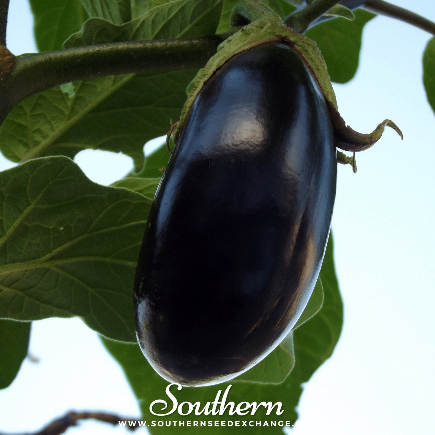 Black Beauty Eggplant ā 50 Seeds