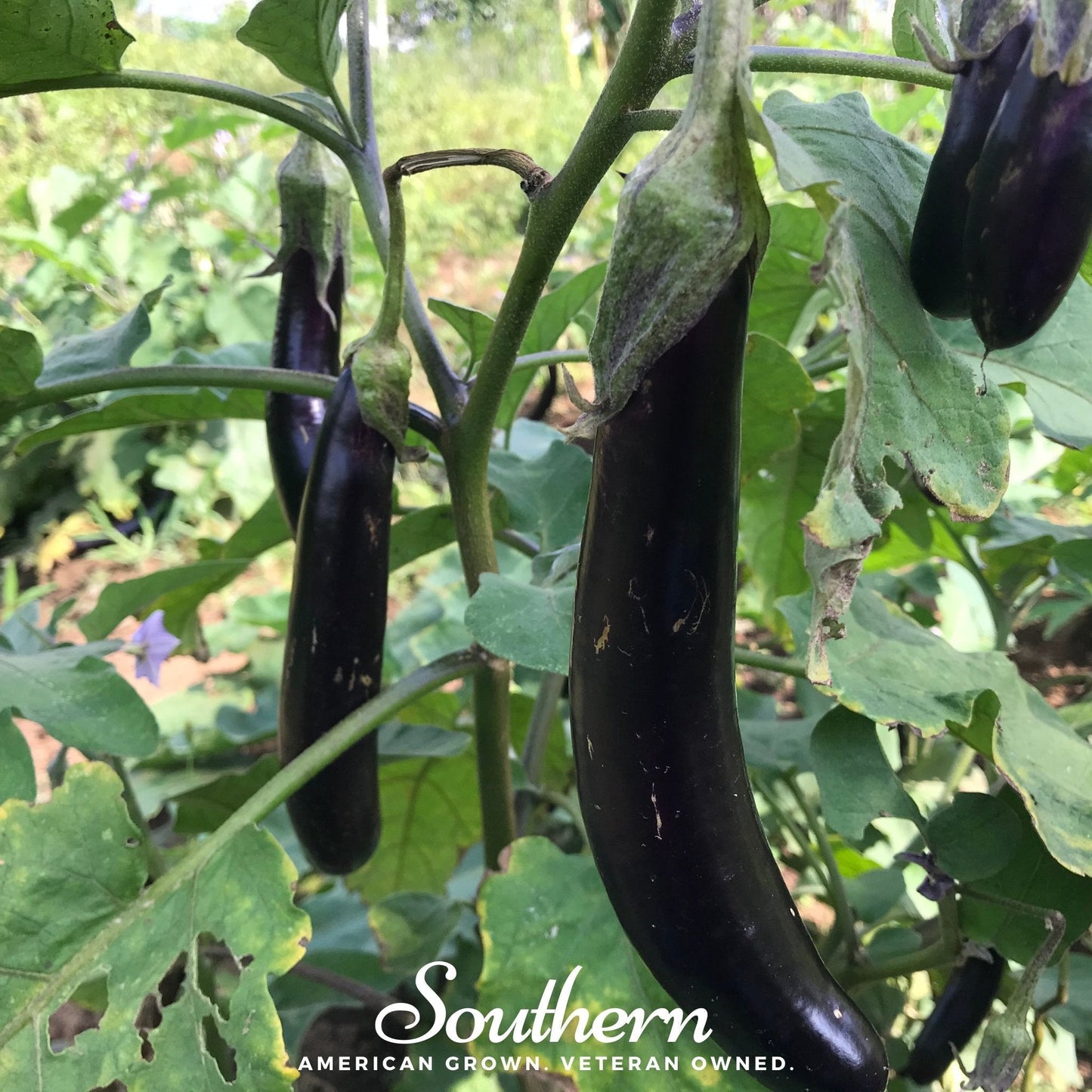Long Purple Eggplant ā 50 Seeds