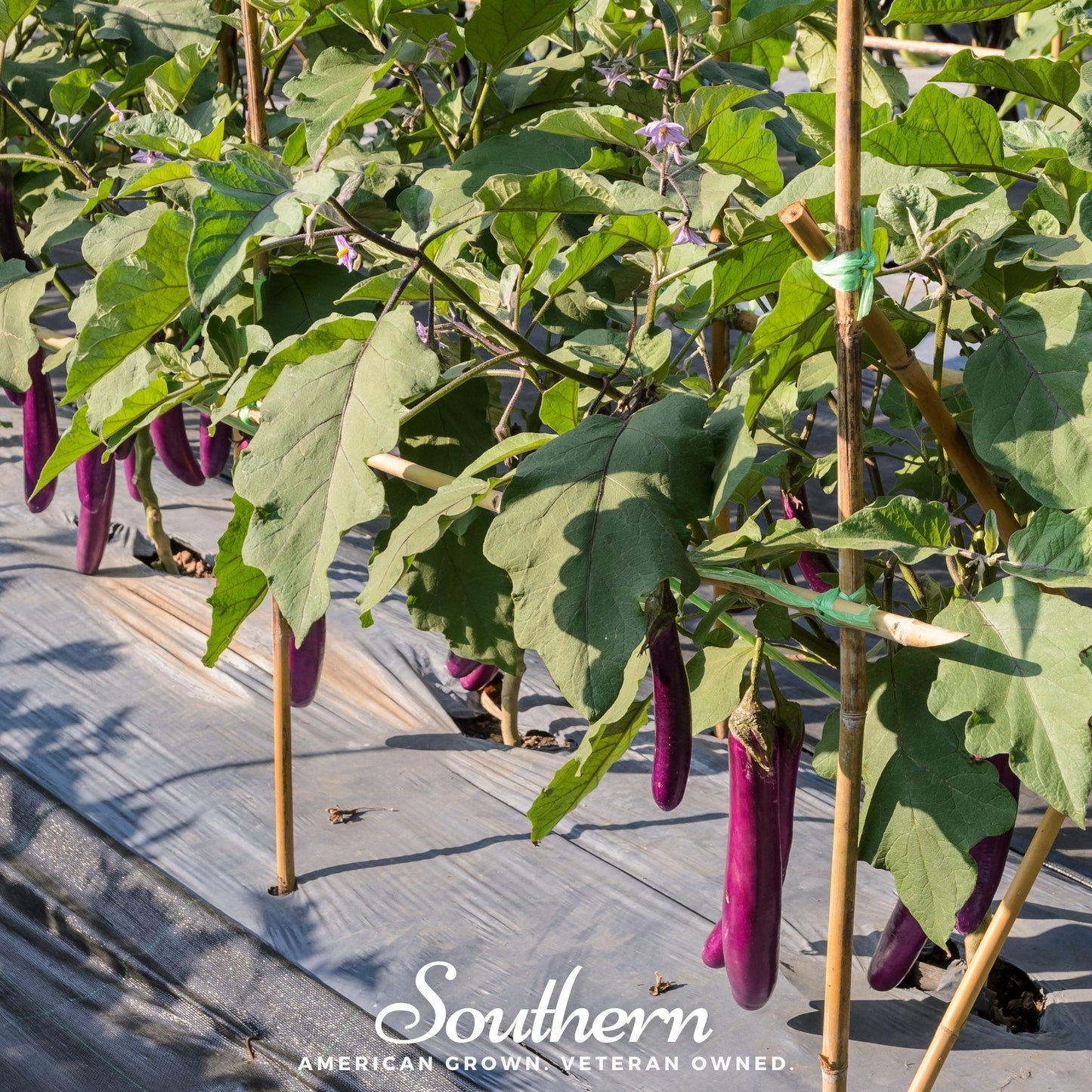 Long Purple Eggplant ā 50 Seeds