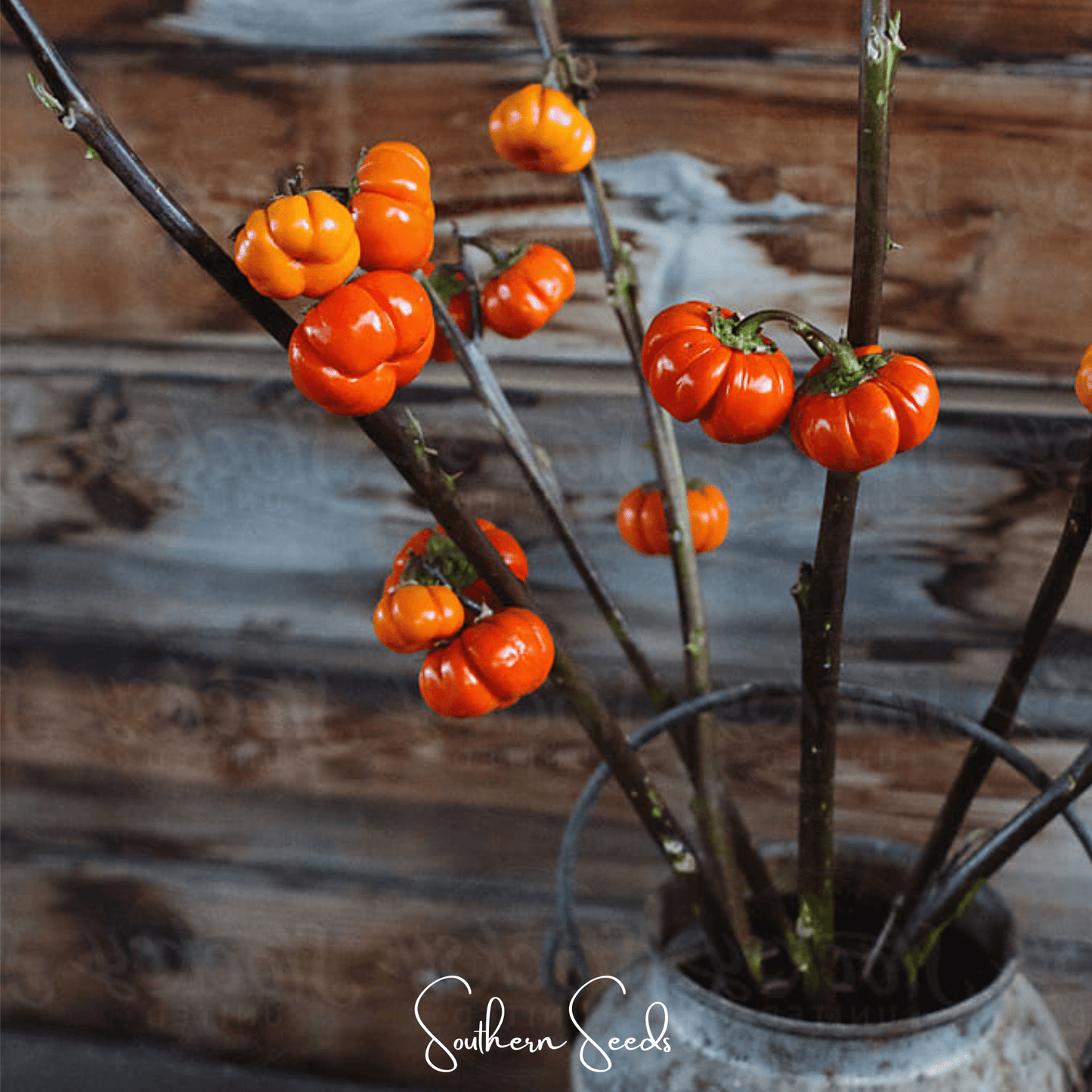 Pumpkin On A Stick Eggplant ā 15 Seeds
