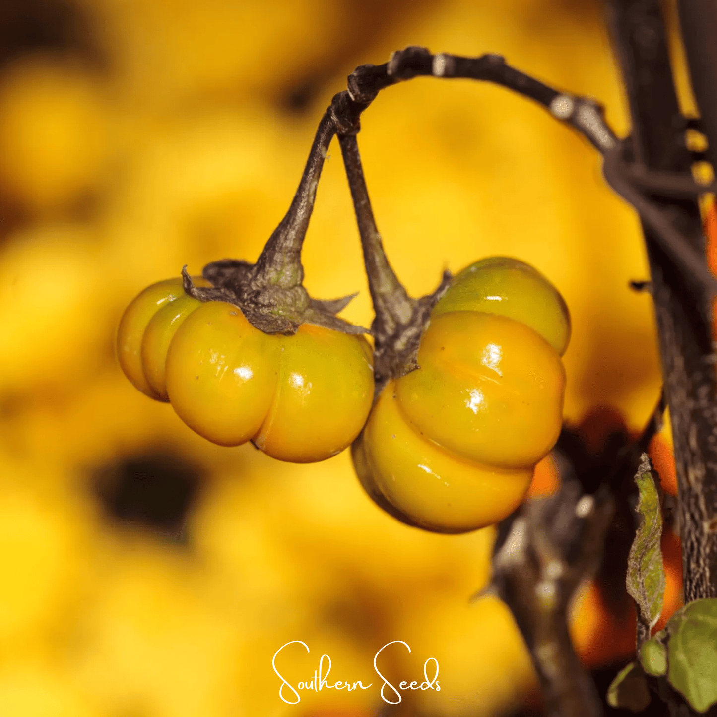 Pumpkin On A Stick Eggplant ā 15 Seeds