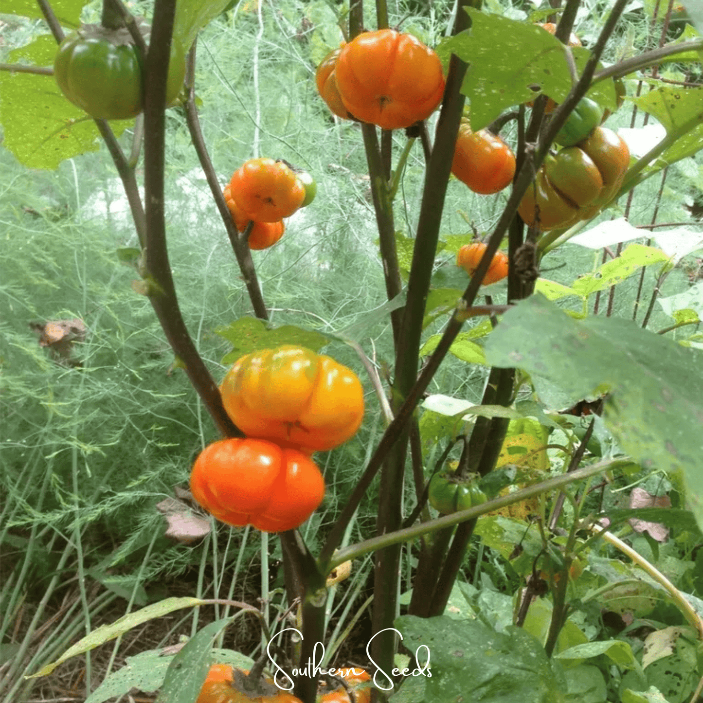 Pumpkin On A Stick Eggplant ā 15 Seeds