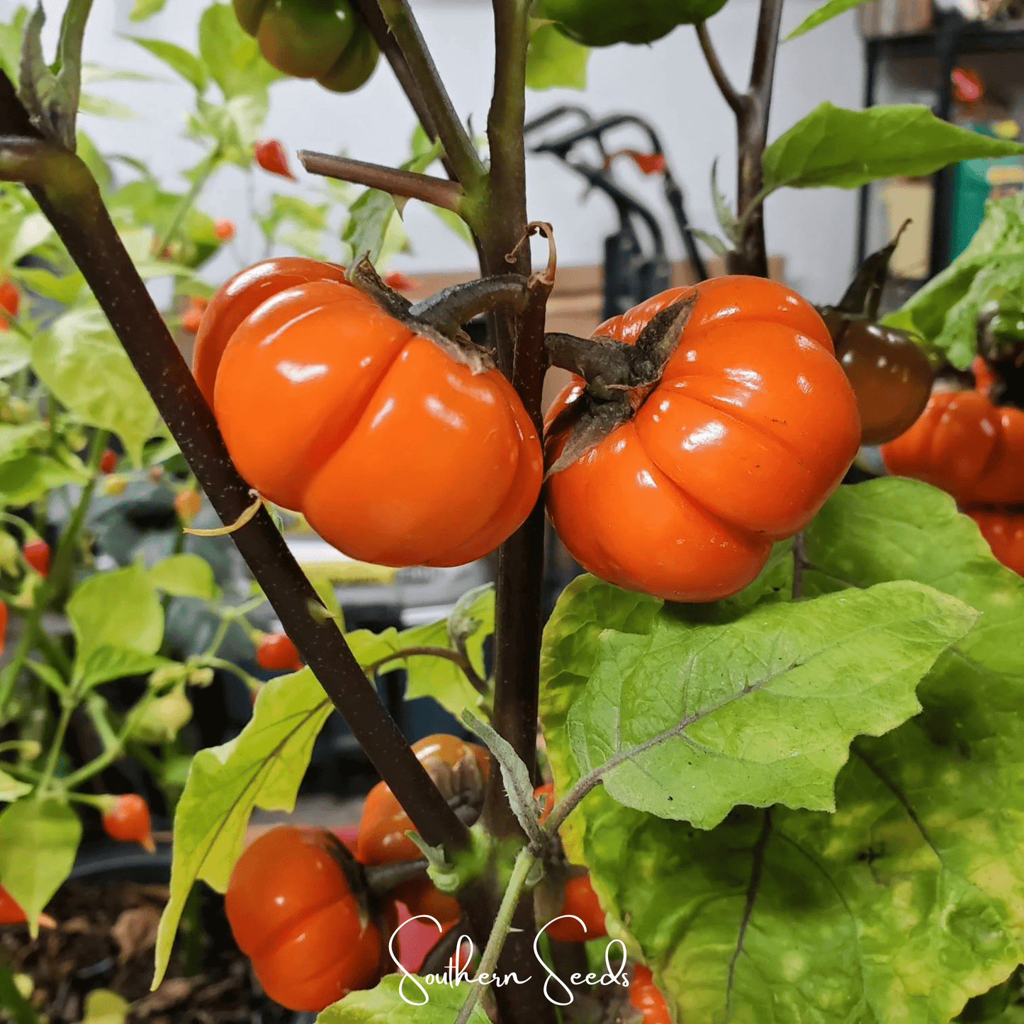 Pumpkin On A Stick Eggplant ā 15 Seeds