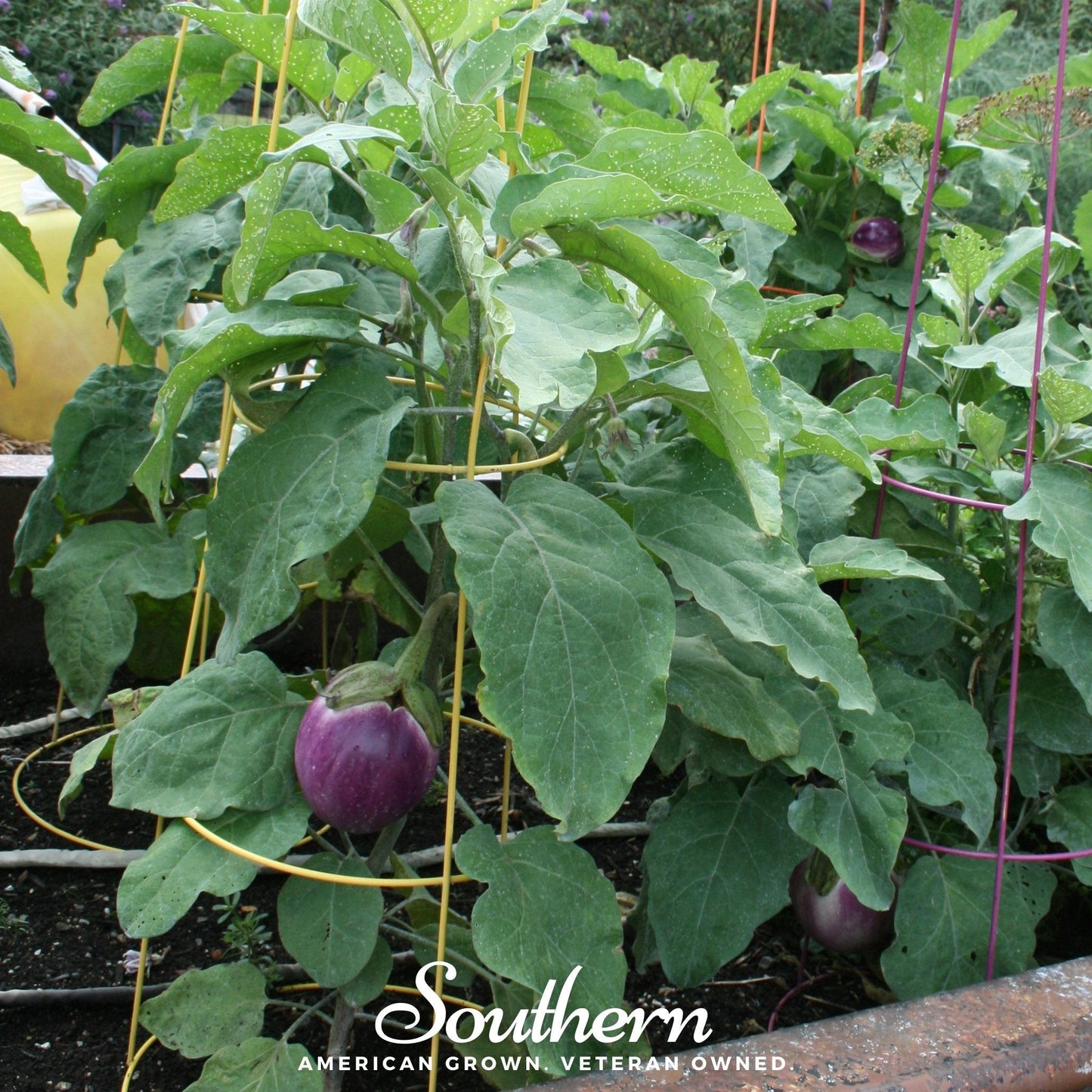 Rosa Bianca Eggplant ā 50 Seeds