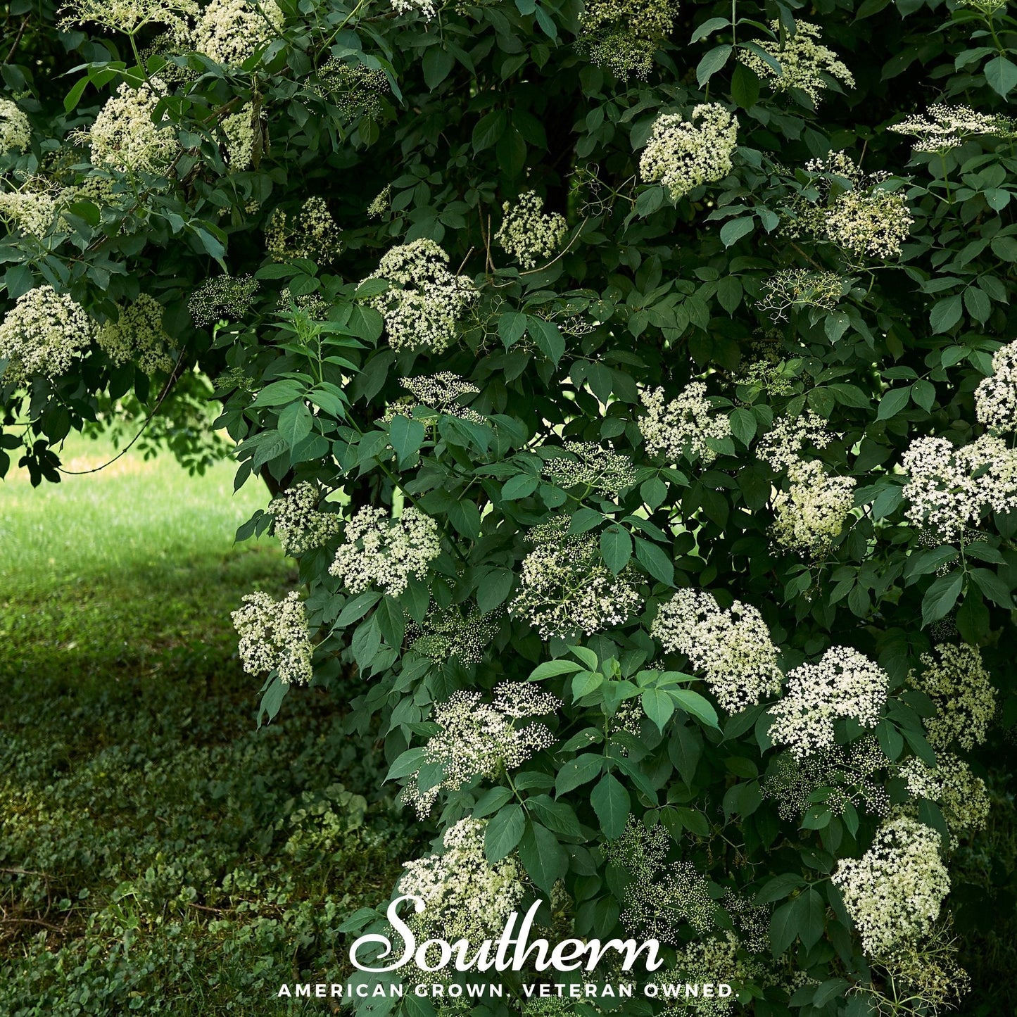 European Black Elderberry ā 50 Seeds