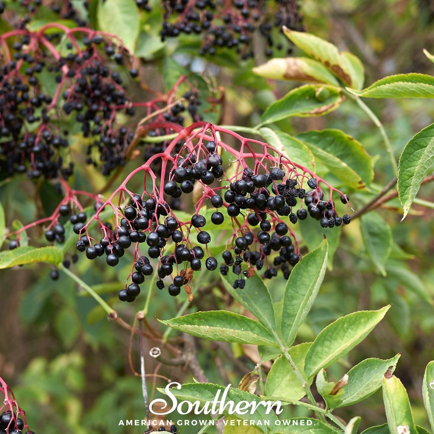 European Black Elderberry ā 50 Seeds