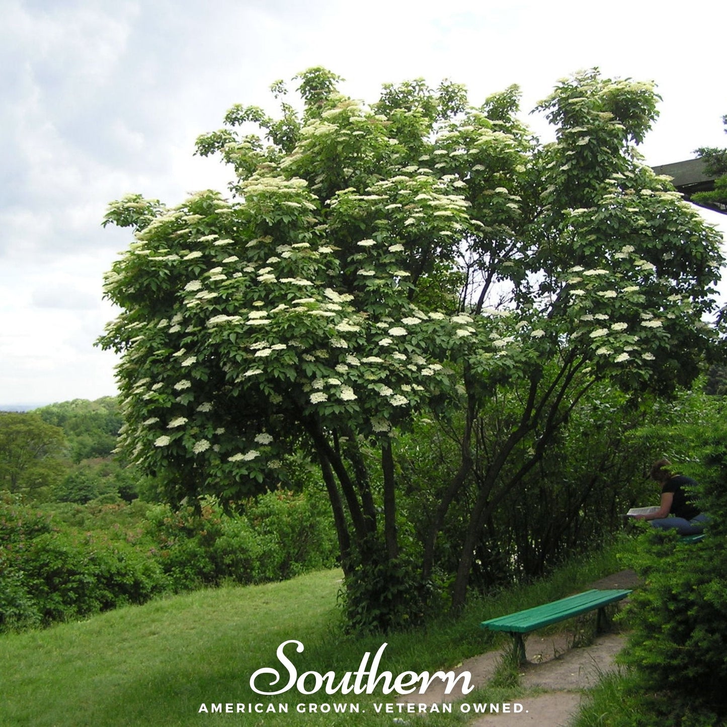 European Black Elderberry ā 50 Seeds