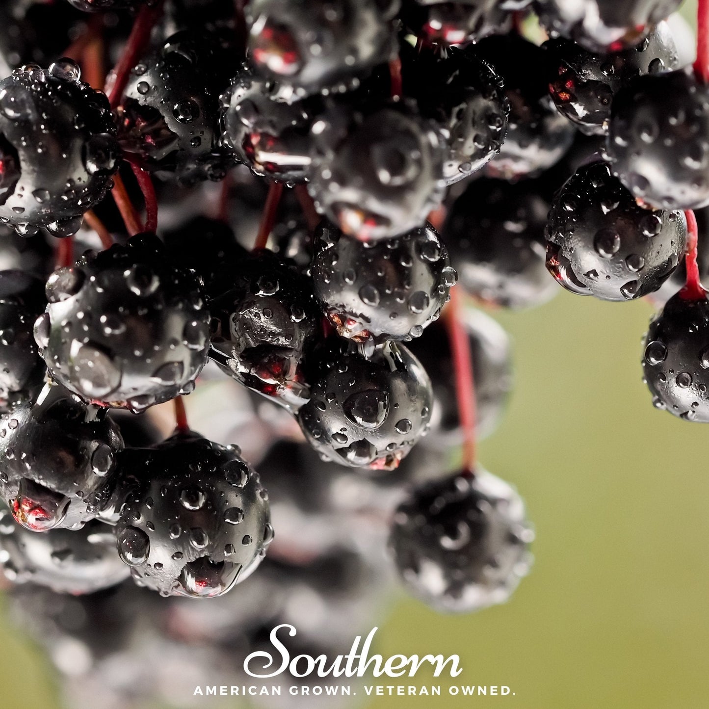 European Black Elderberry ā 50 Seeds