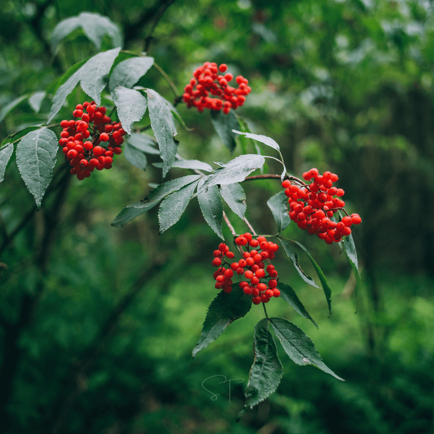 Elderberry Seed Collection (American Black • Red • Blue)