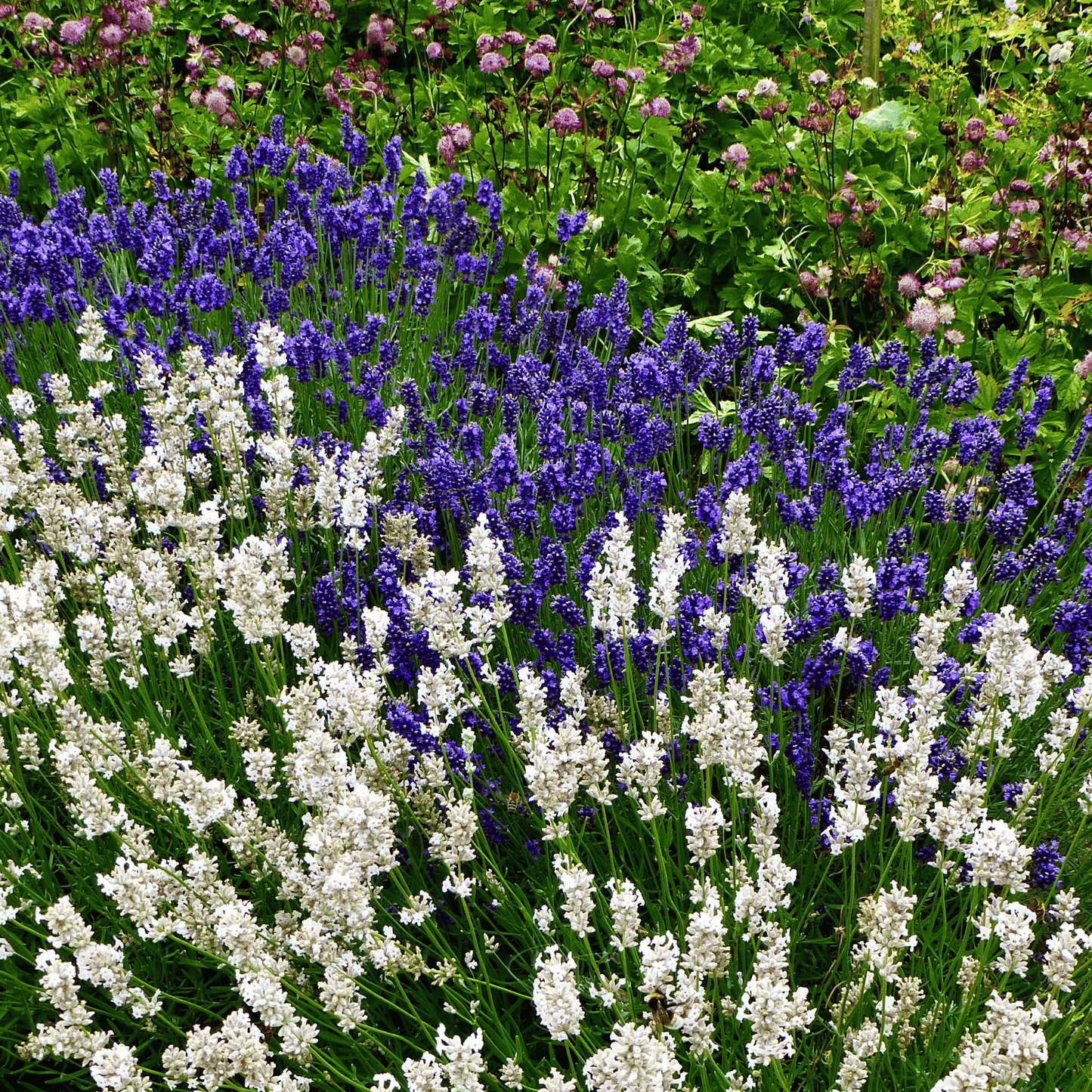 Ellagance Snow Lavender ā 20 Seeds