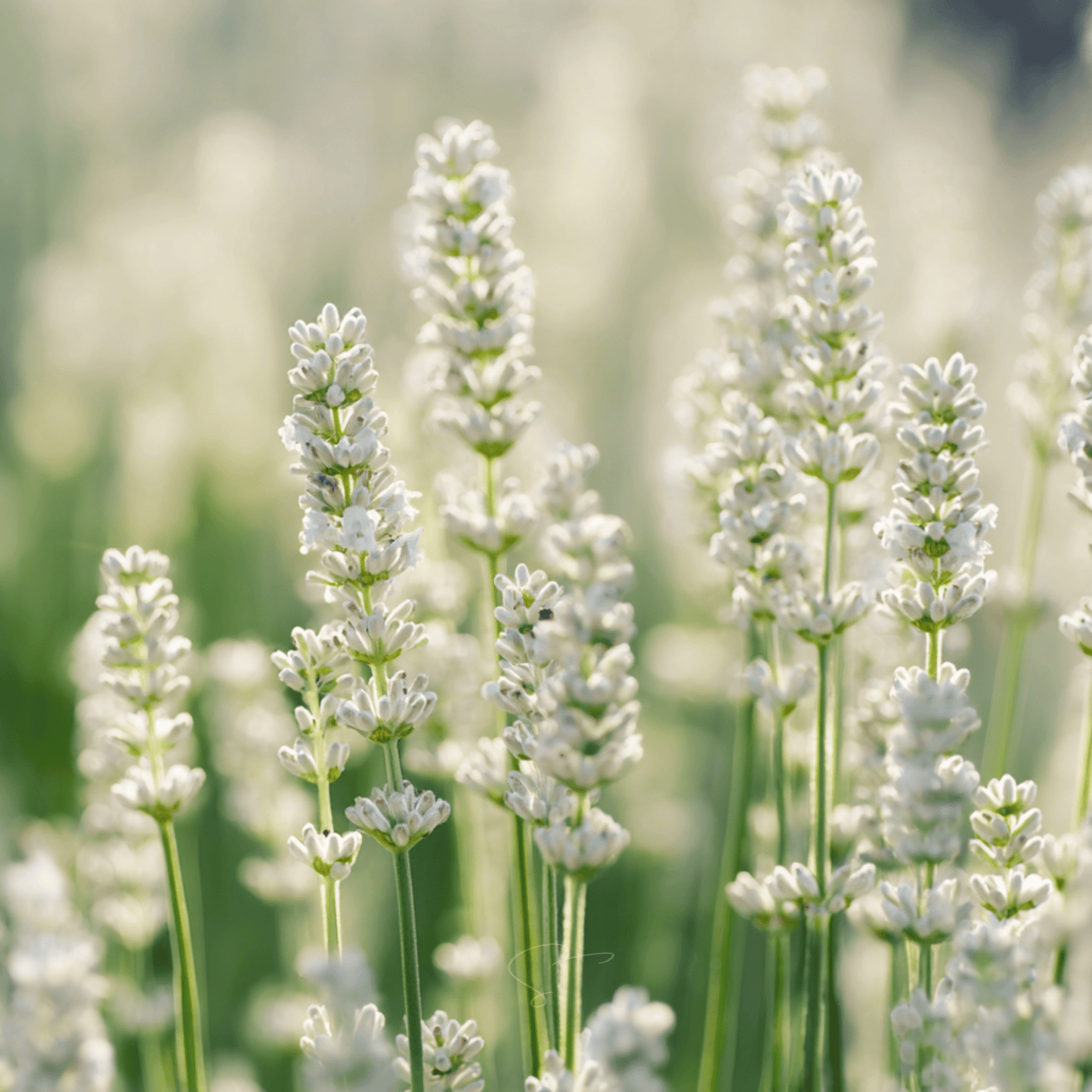 Ellagance Snow Lavender ā 20 Seeds