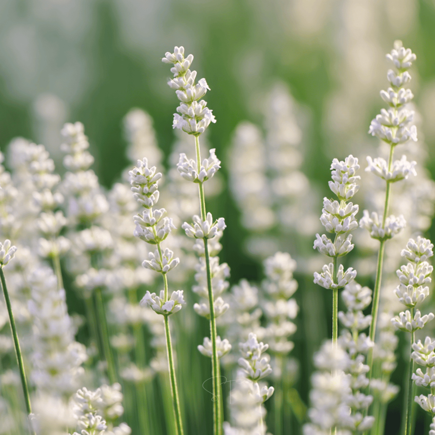Ellagance Snow Lavender ā 20 Seeds