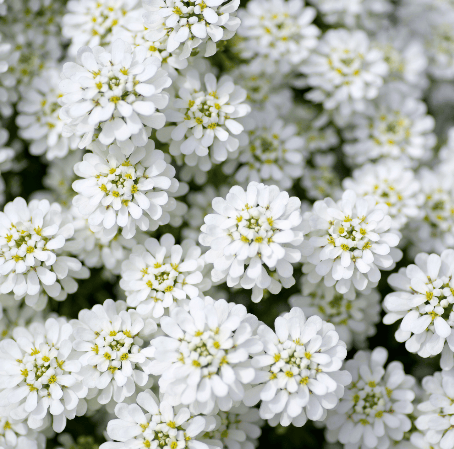 Empress Rocket Candytuft ā 100 Seeds