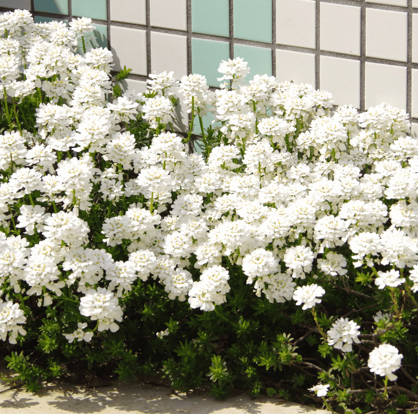 Empress Rocket Candytuft ā 100 Seeds