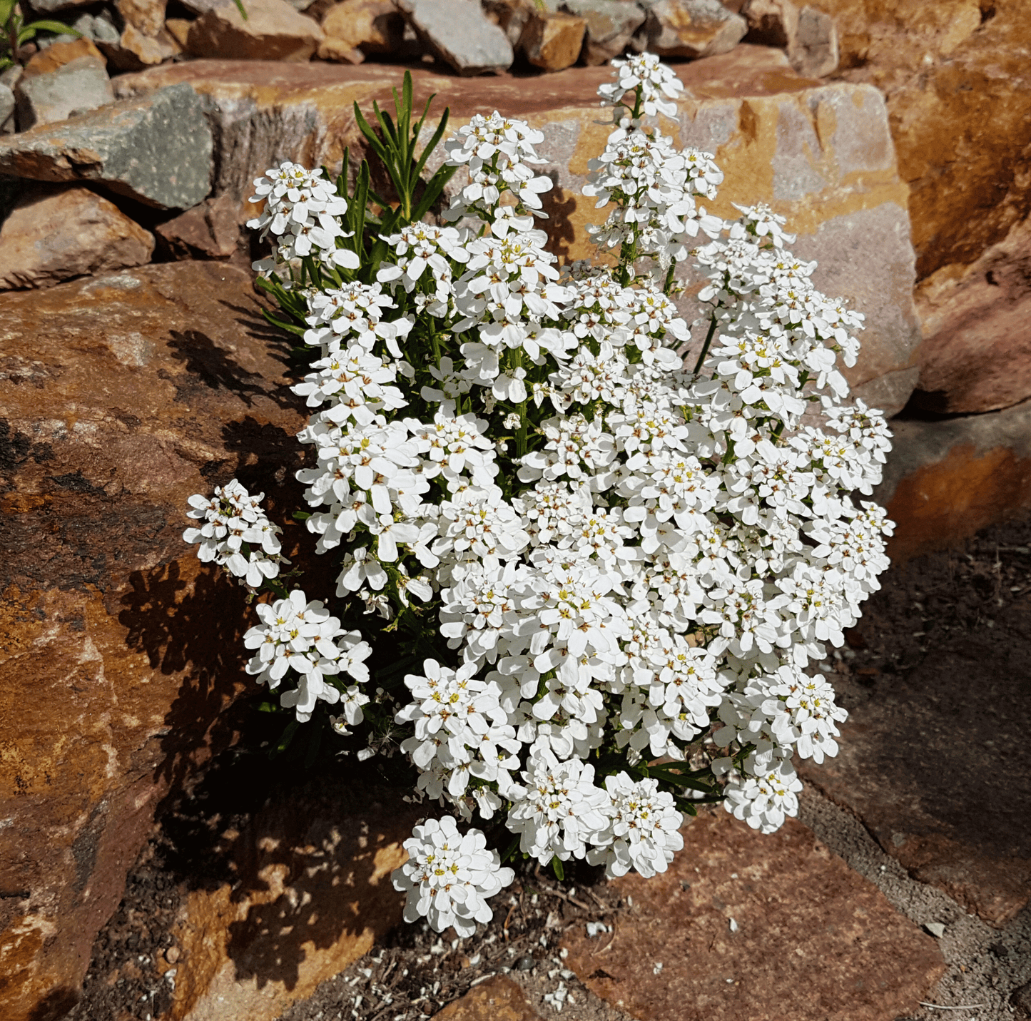 Empress Rocket Candytuft ā 100 Seeds