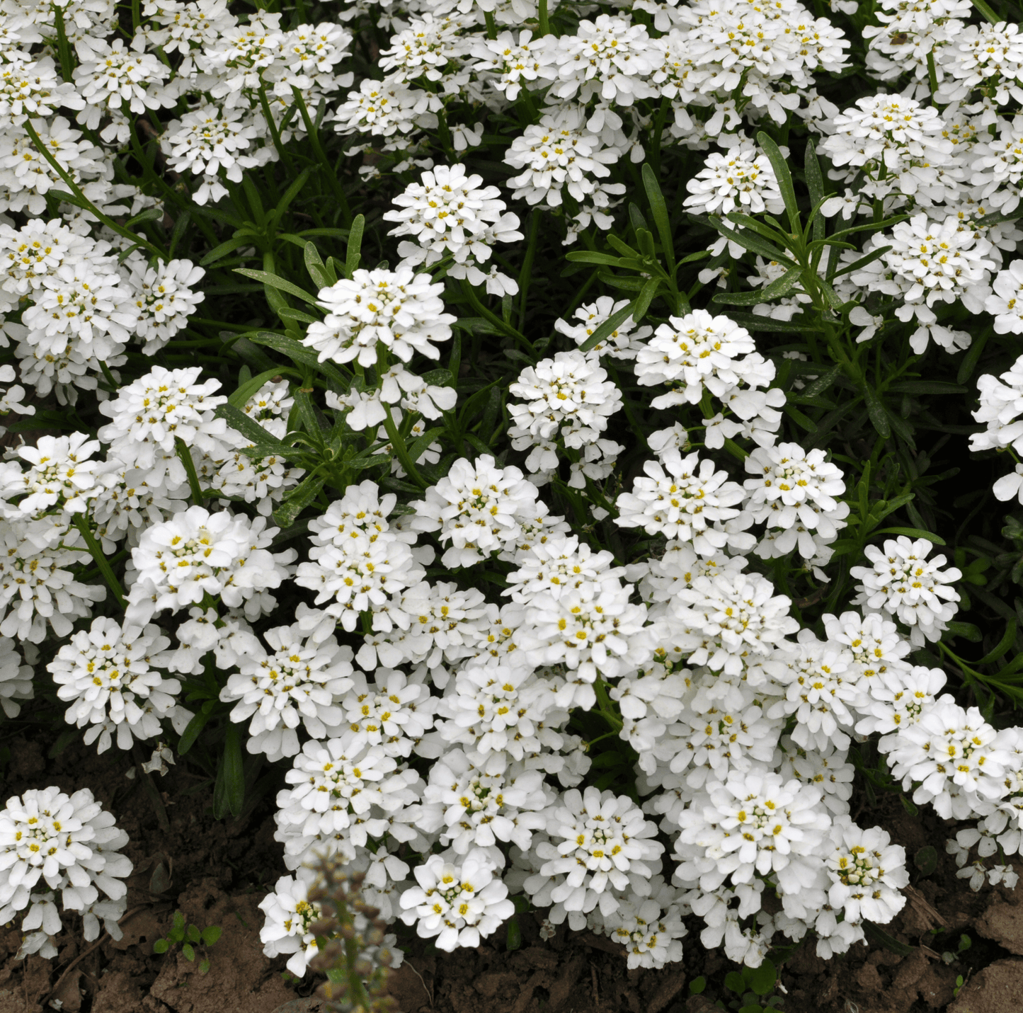 Empress Rocket Candytuft ā 100 Seeds