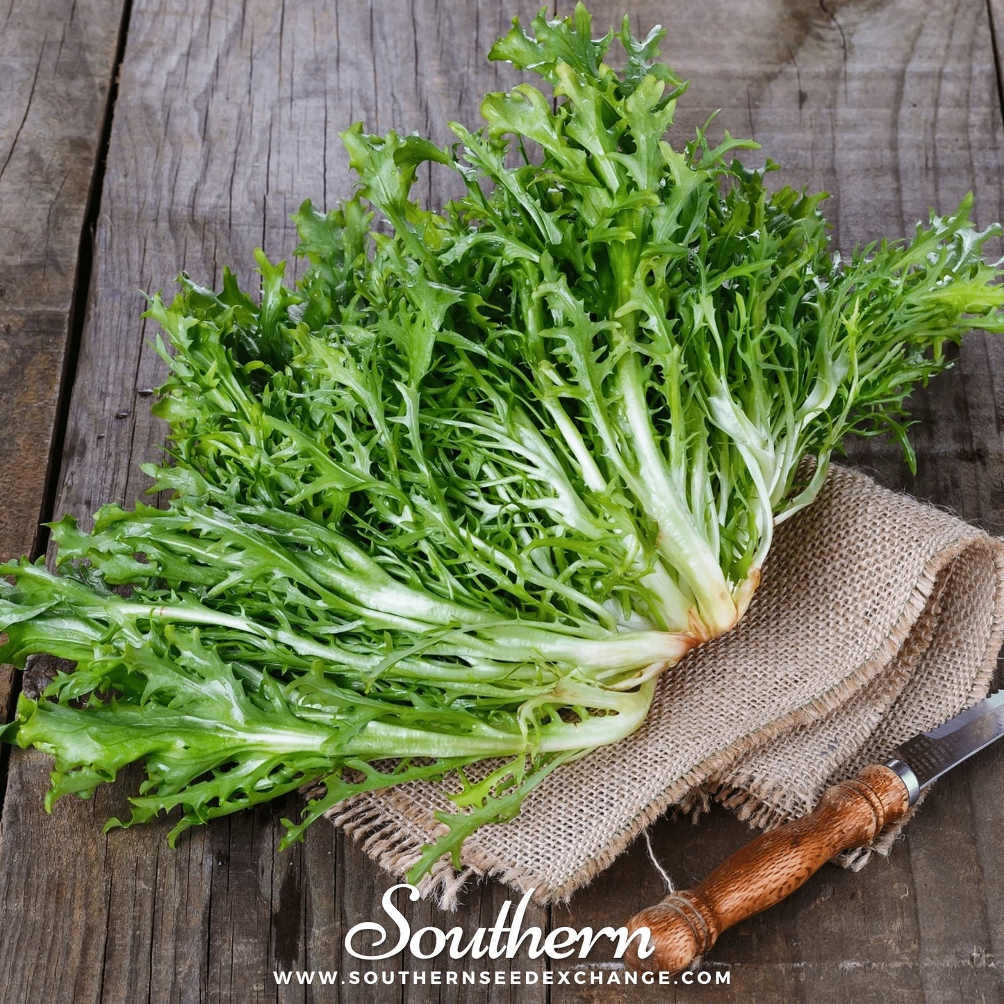 Green Curled Ruffec Endive ā 200 Seeds